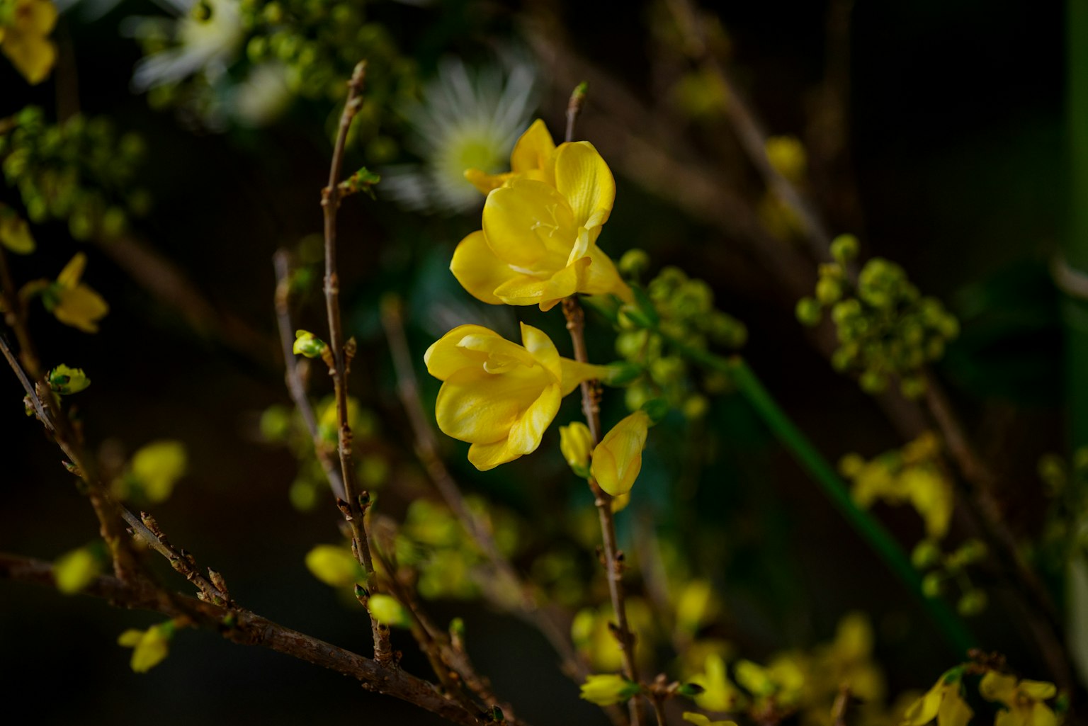 Primo piano di fiori gialli che sbocciano su rami