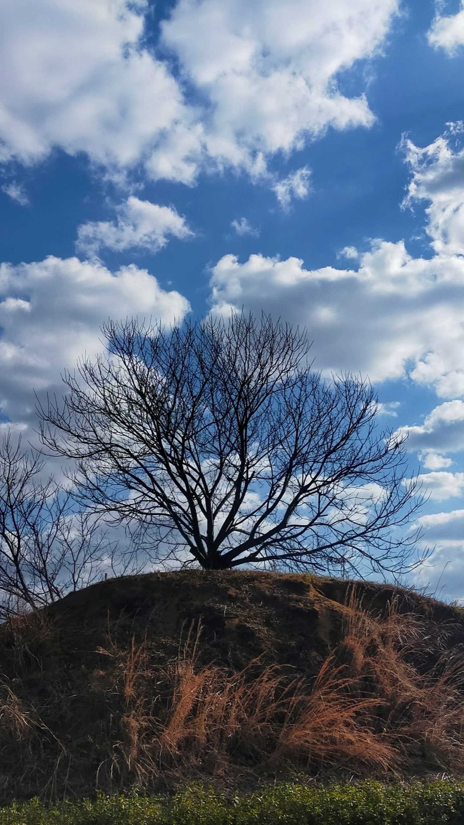 Un albero senza foglie su un tumulo sotto un cielo blu