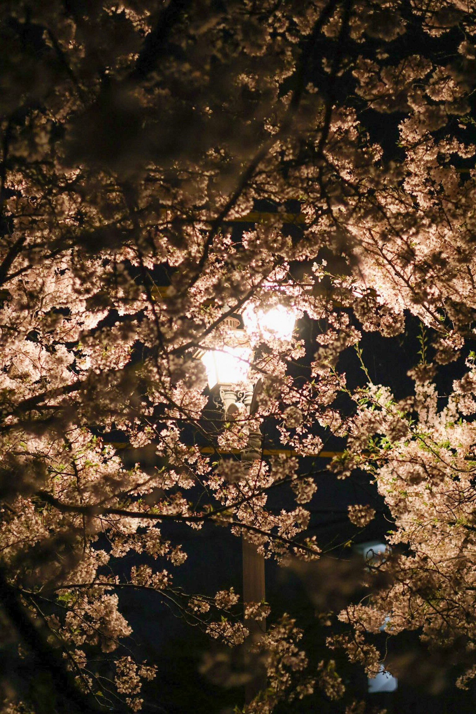 Bella scena di fiori di ciliegio illuminati da un lampione di notte