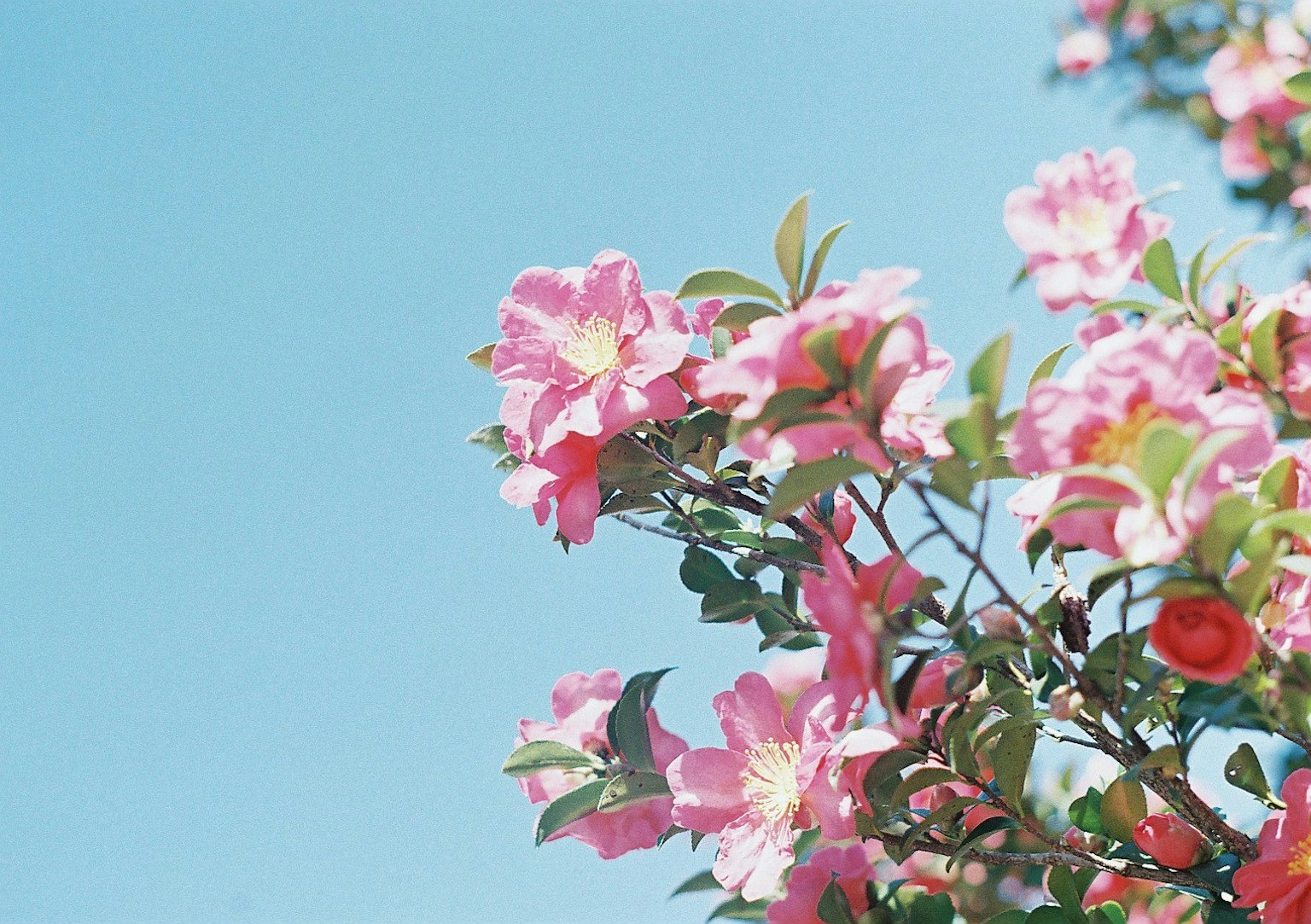 Fleurs roses et feuilles vertes sous un ciel bleu