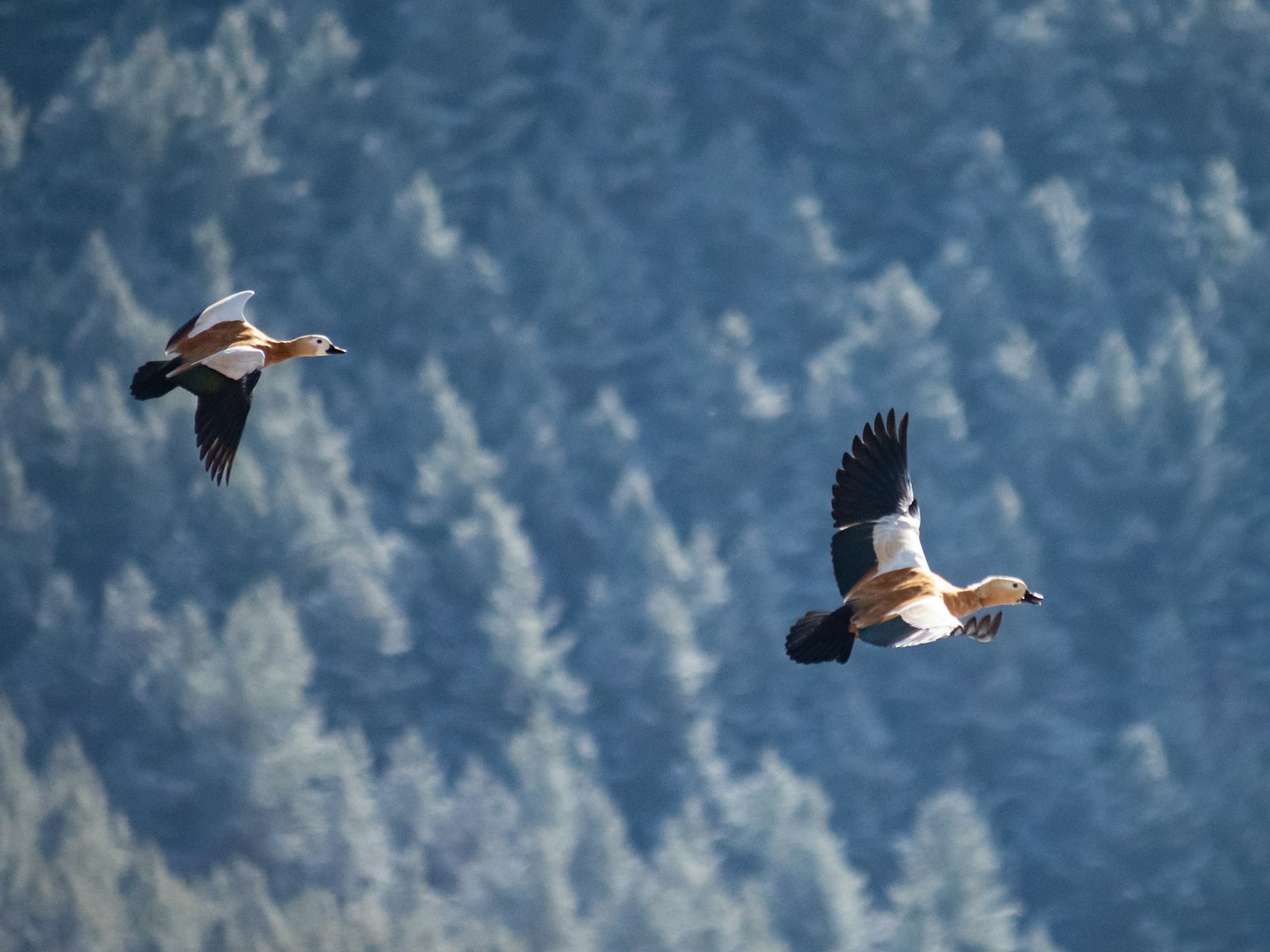 Zwei Vögel fliegen vor einem blauen Hintergrund von Bäumen