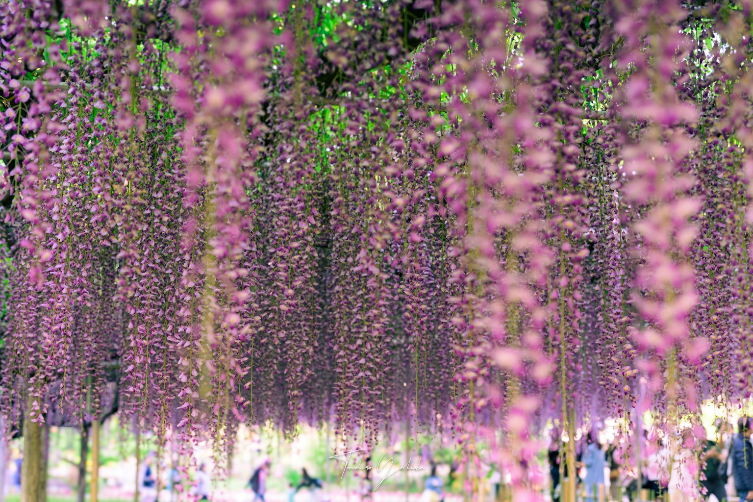 Scène magnifique de fleurs violettes suspendues avec des gens se promenant en dessous
