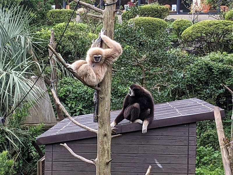 動物園圍欄裡長臂猿掛在木枝上，平台上有幼崽