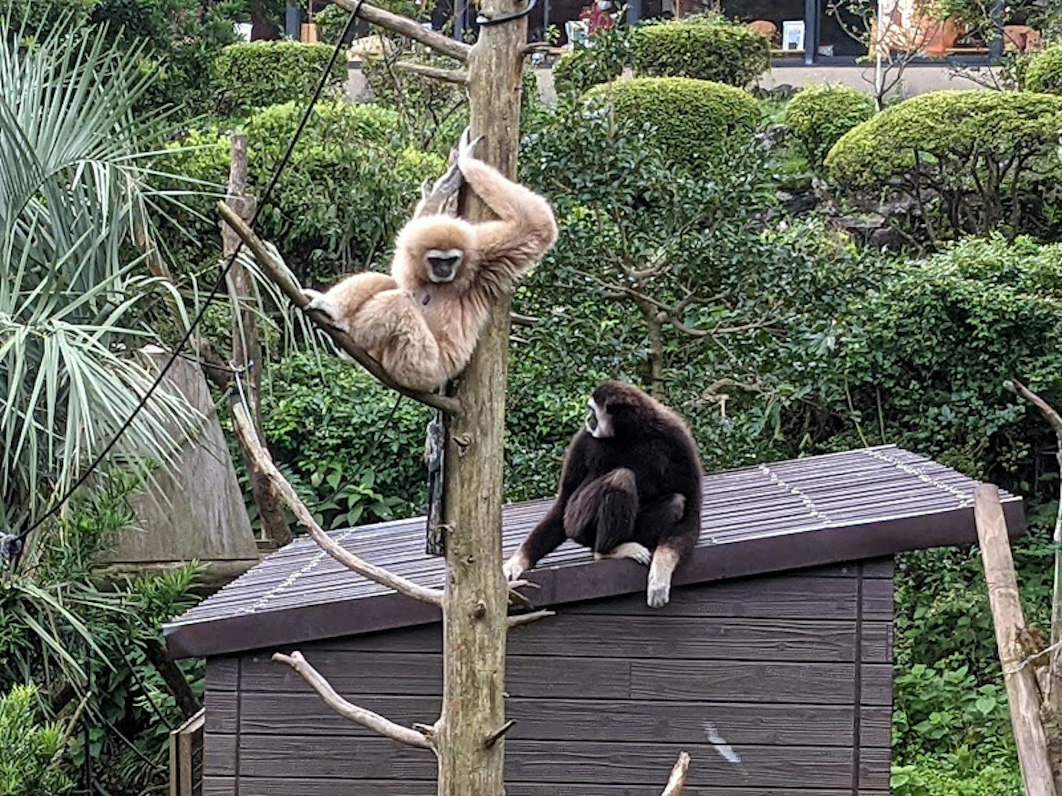 Adegan kebun binatang dengan siamang menggantung di pohon dan satu lagi duduk di platform