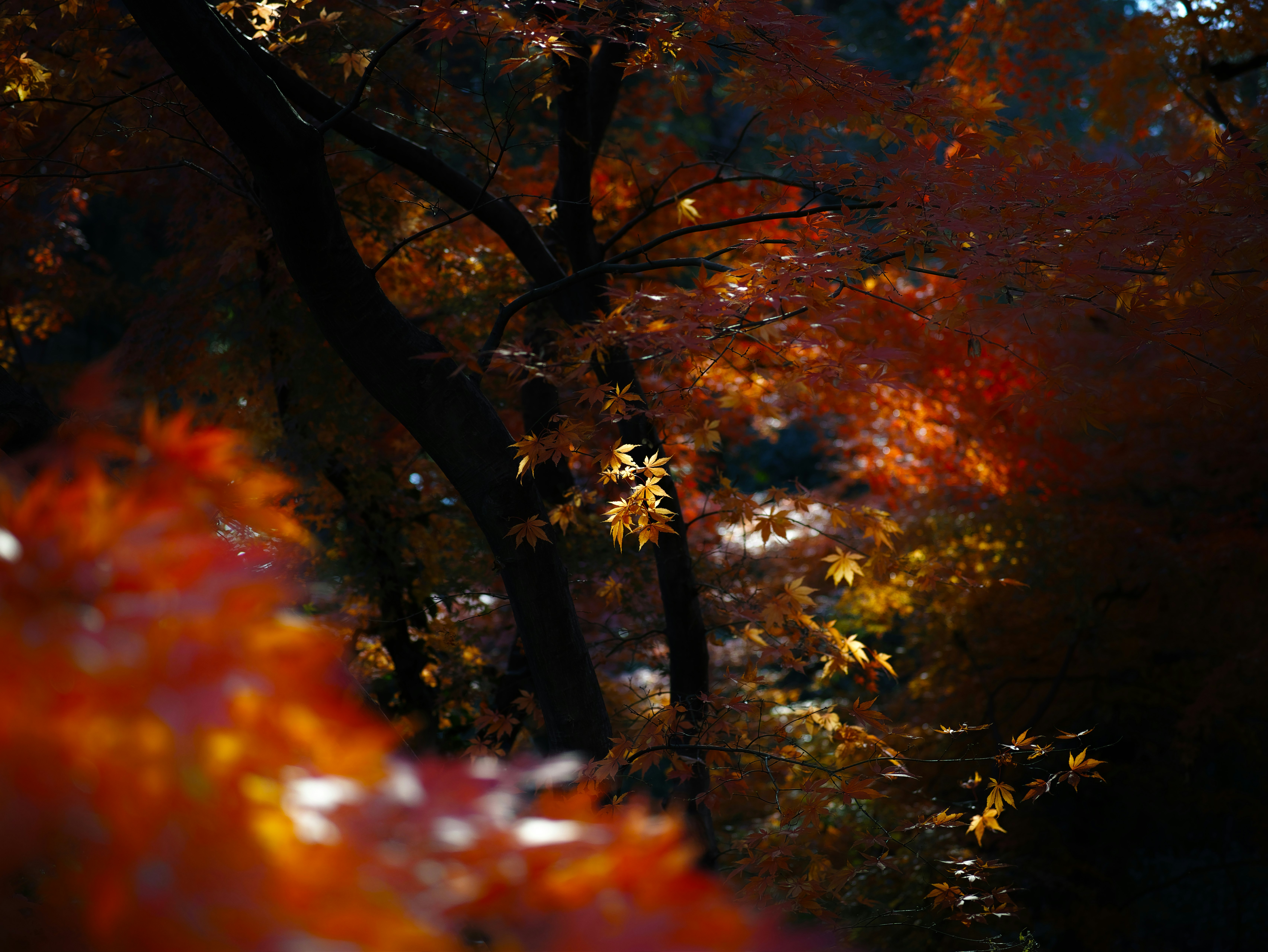 紅葉の木々が重なる秋の森の小径
