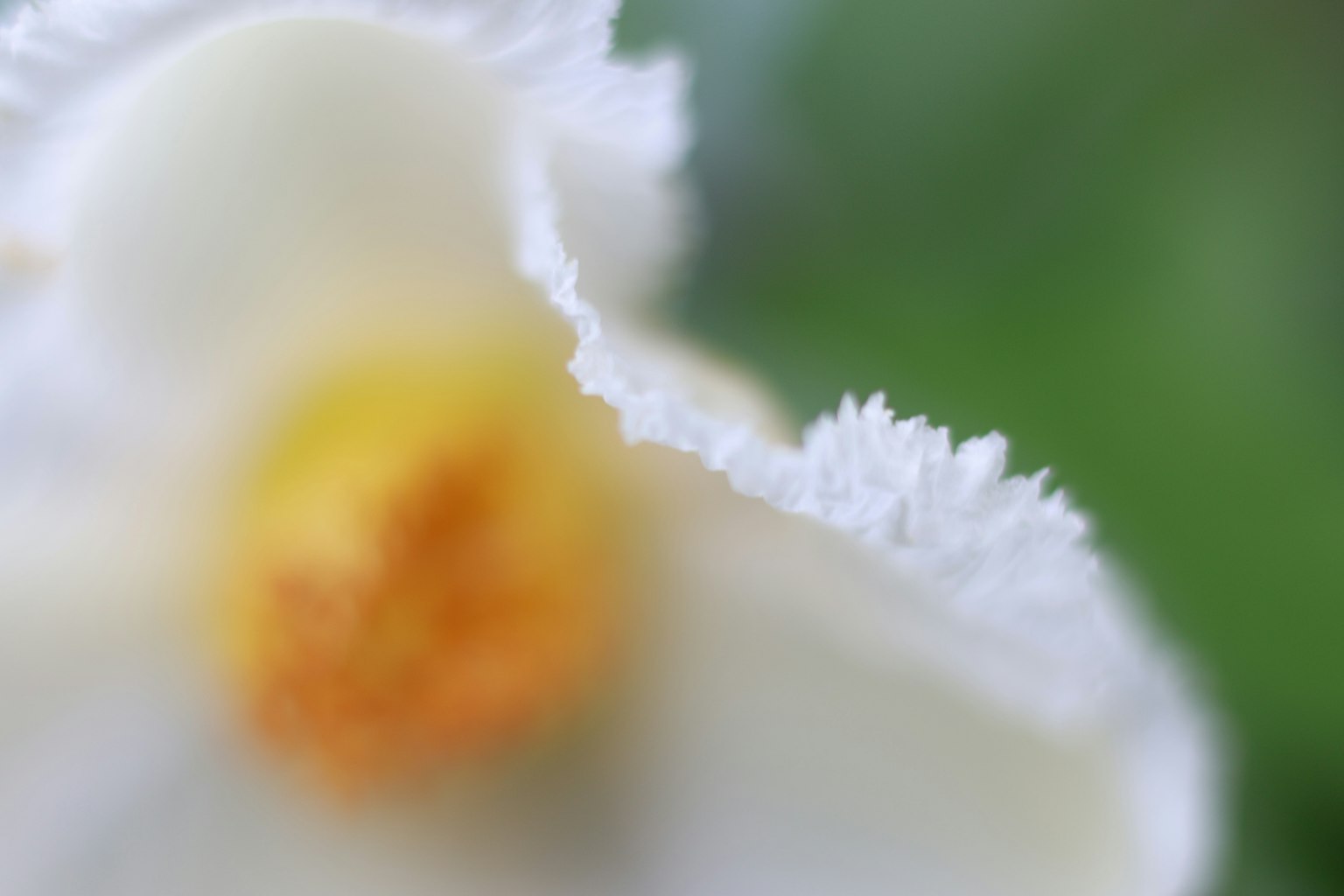 Gros plan d'une fleur blanche avec un centre jaune et un fond vert