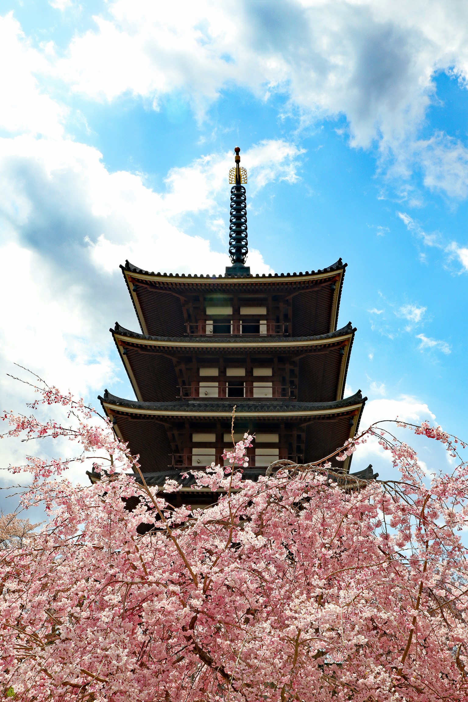 Beautiful view of a pagoda surrounded by cherry blossoms