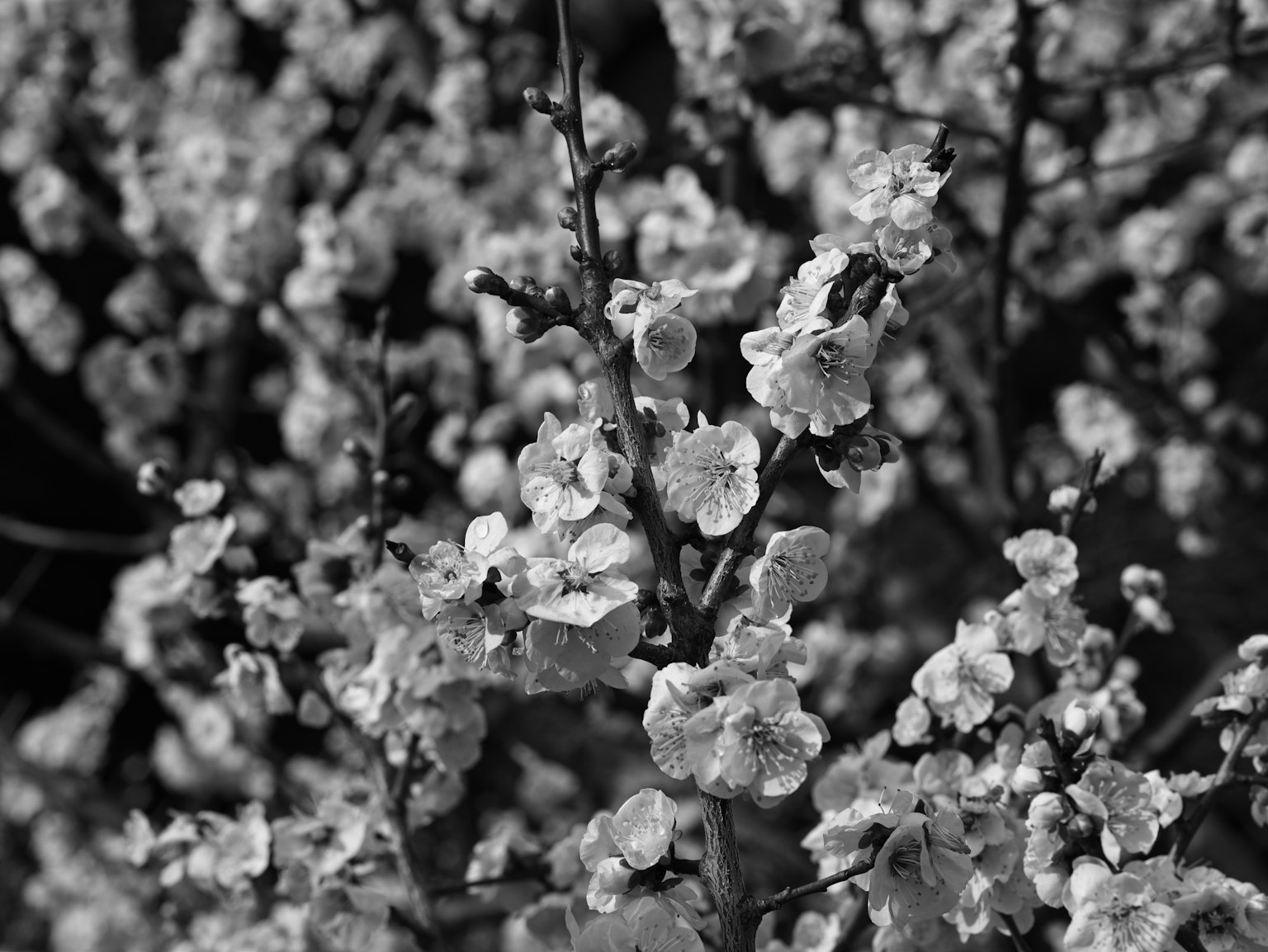 Nahaufnahme von schwarz-weißen Blumen, die dicht an Ästen gruppiert sind