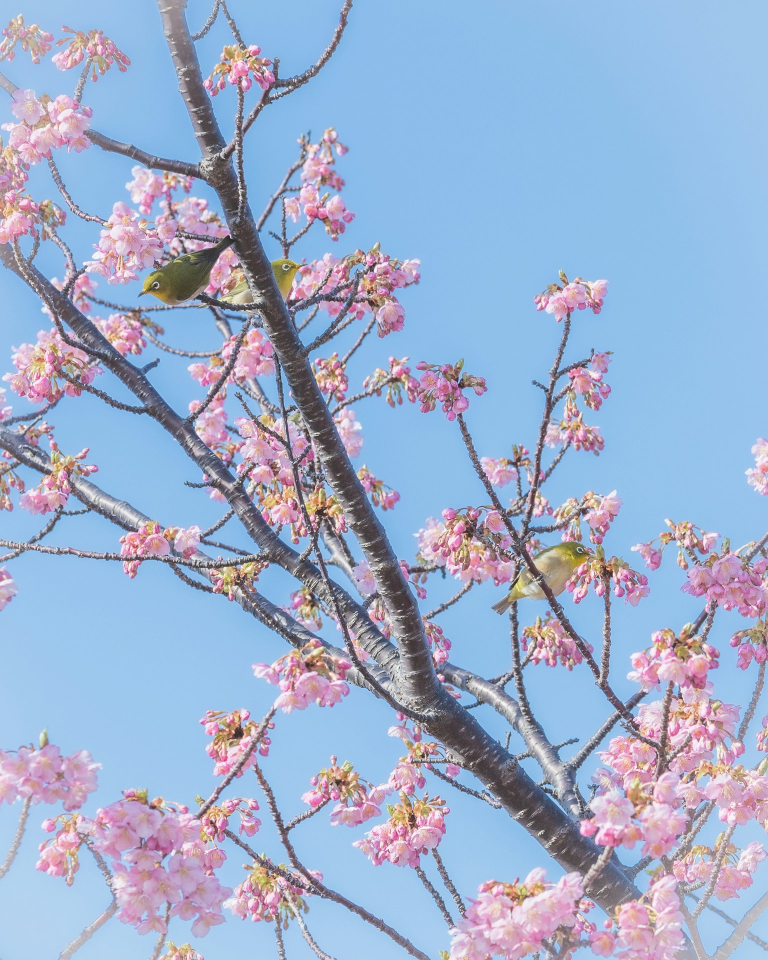 蓝天背景下的樱花树枝和粉红色花朵