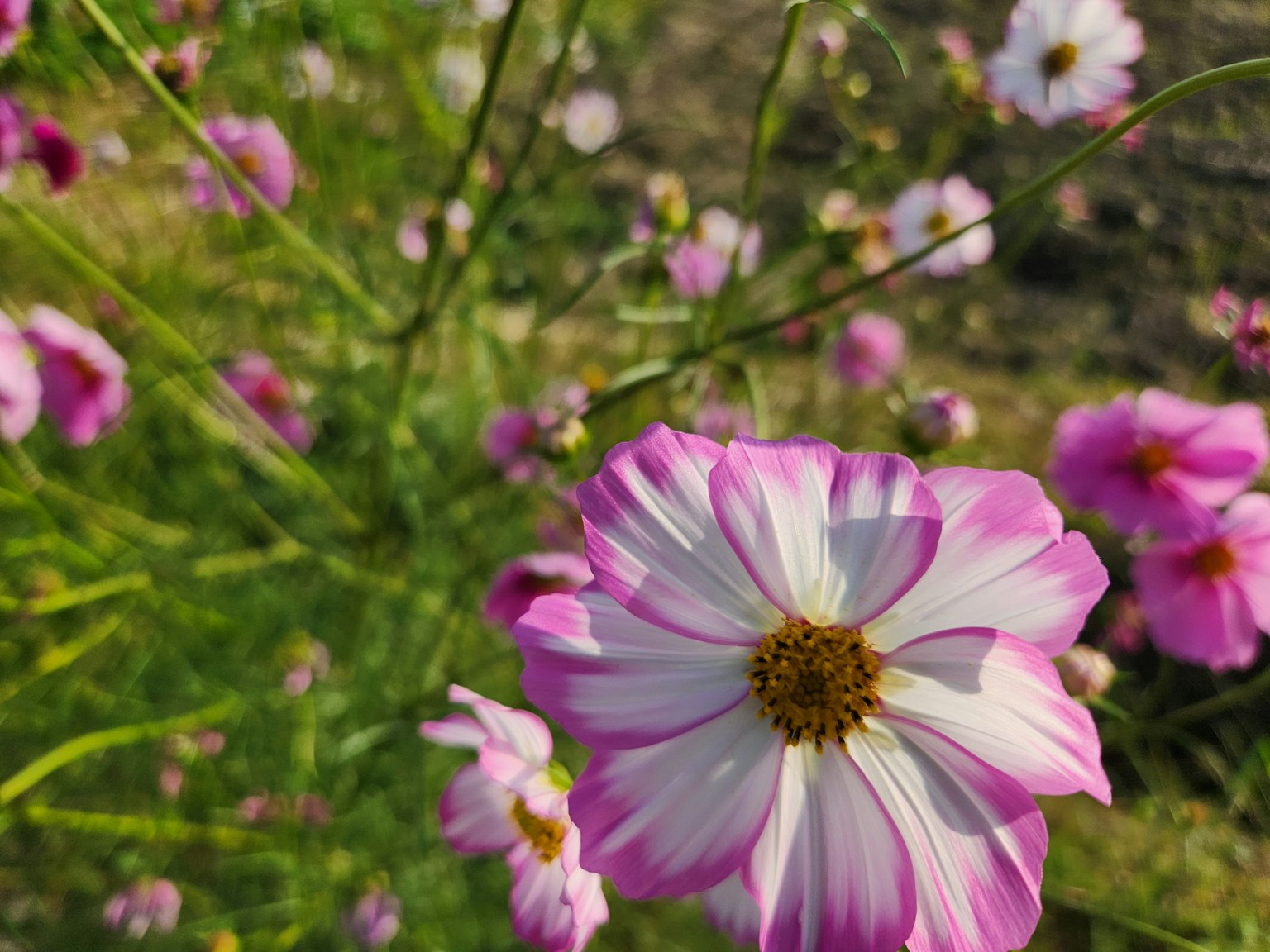 Gros plan sur des fleurs de cosmos roses et blanches dans un jardin