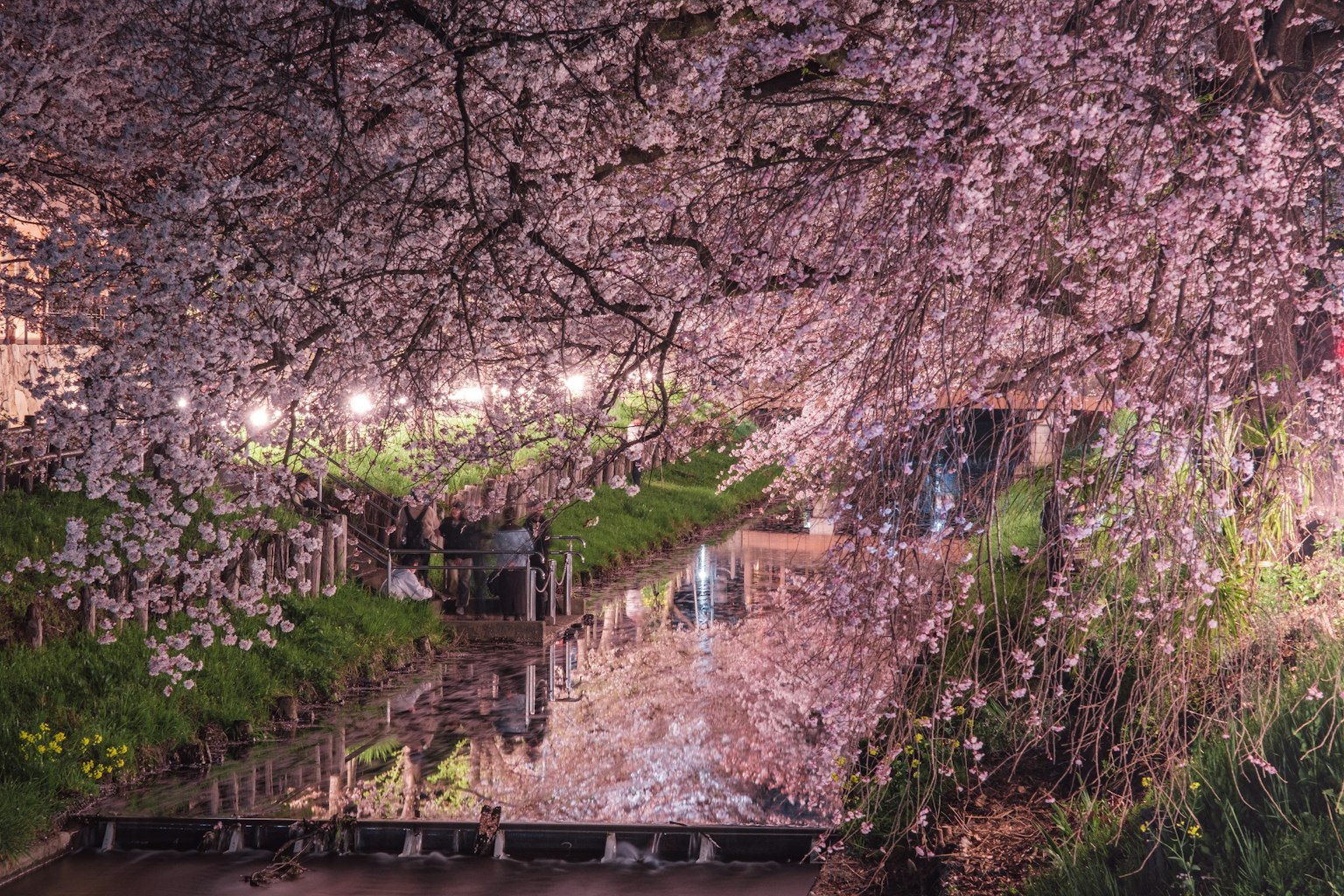 Magnifiques cerisiers en fleurs la nuit se reflétant sur l'eau
