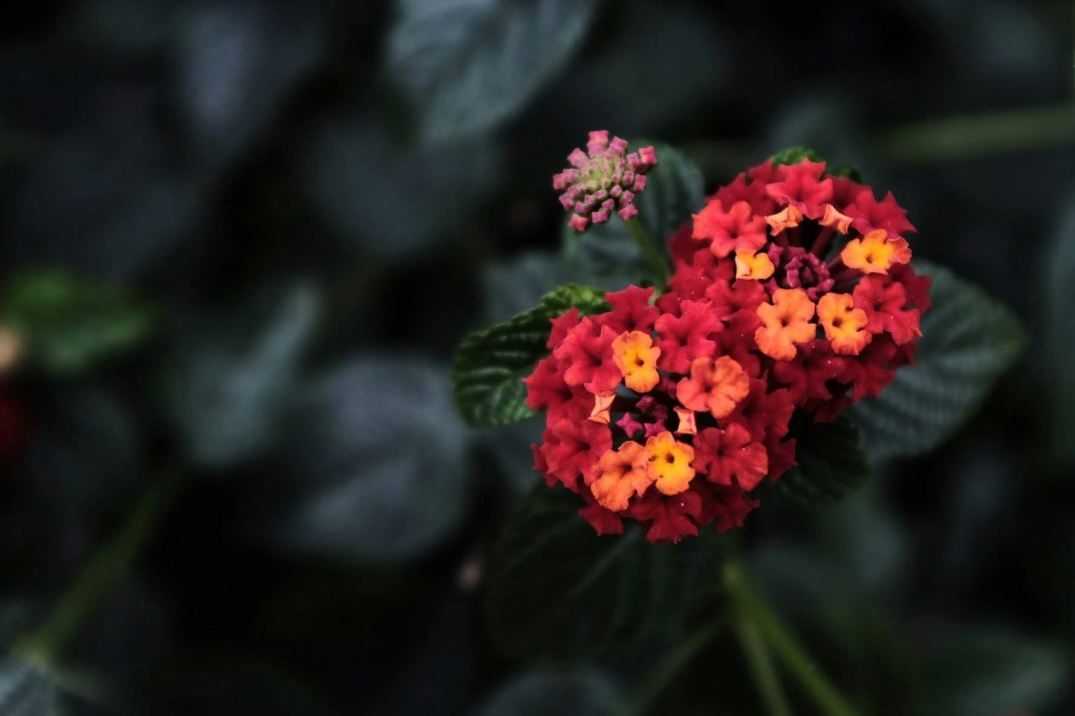 Flores de lantana naranjas y rojas vibrantes floreciendo entre hojas verdes