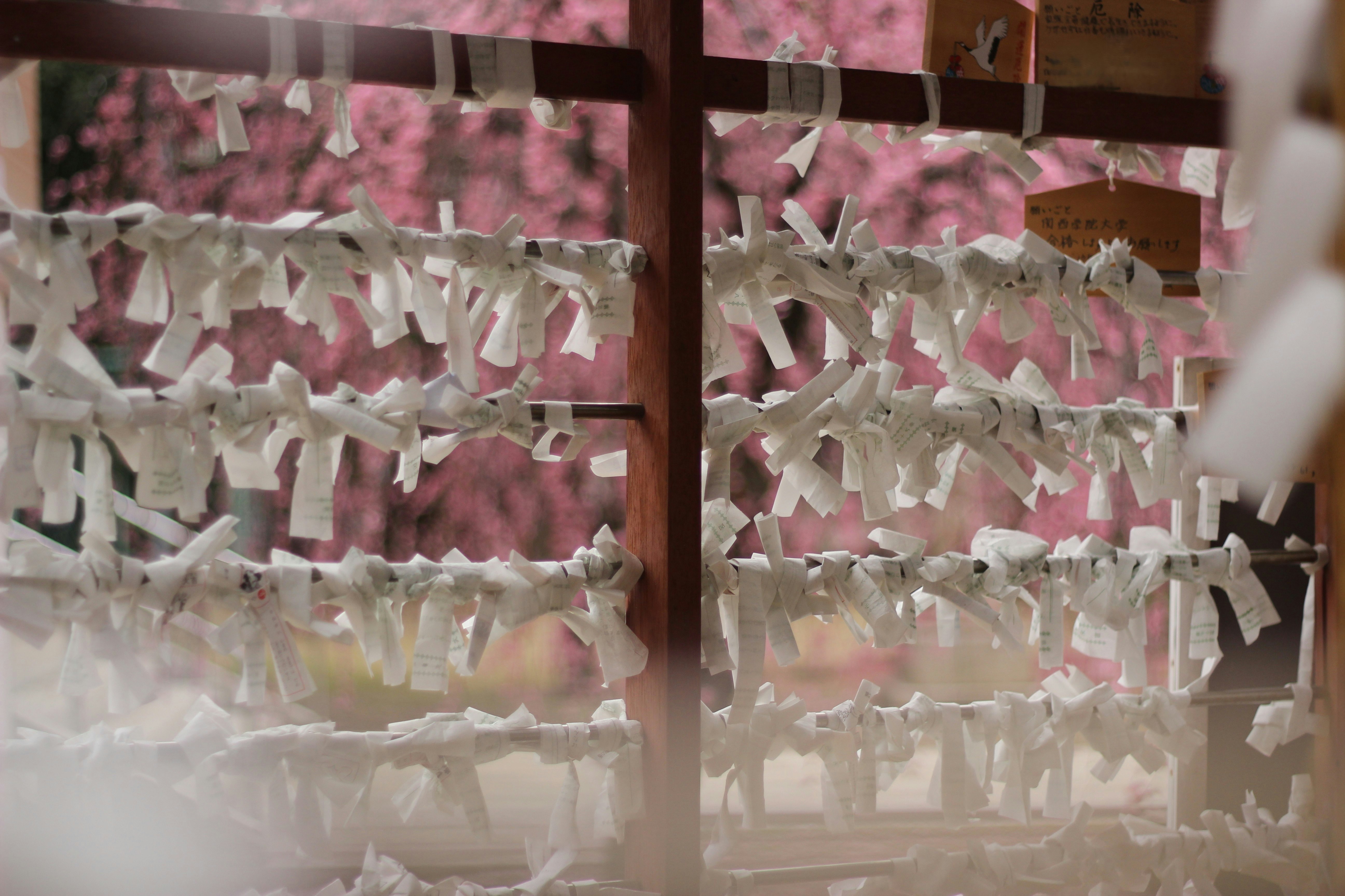 境内の紙垂れと桜の背景が美しい風景