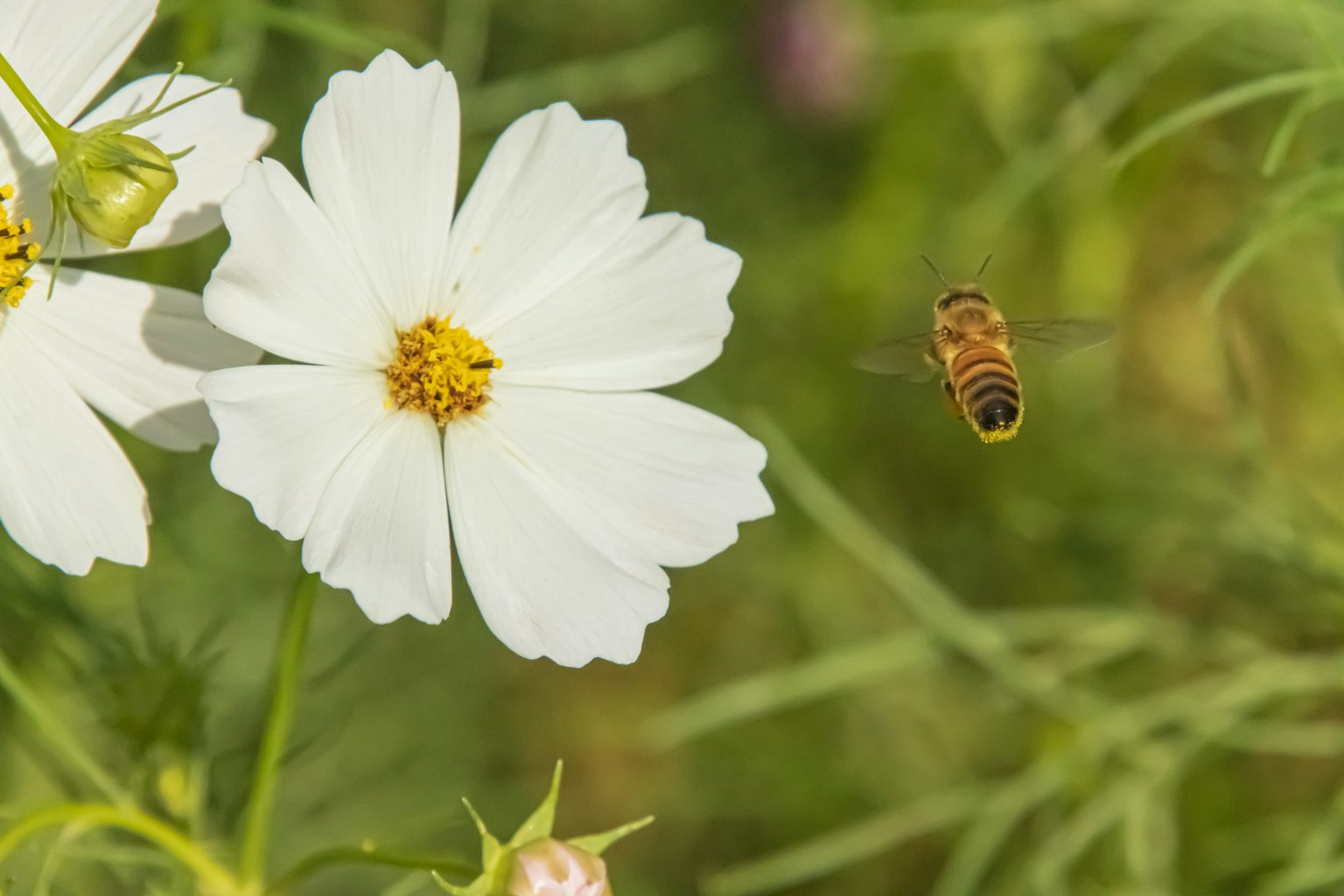 Hoa cosmos trắng với một con ong bay gần đó
