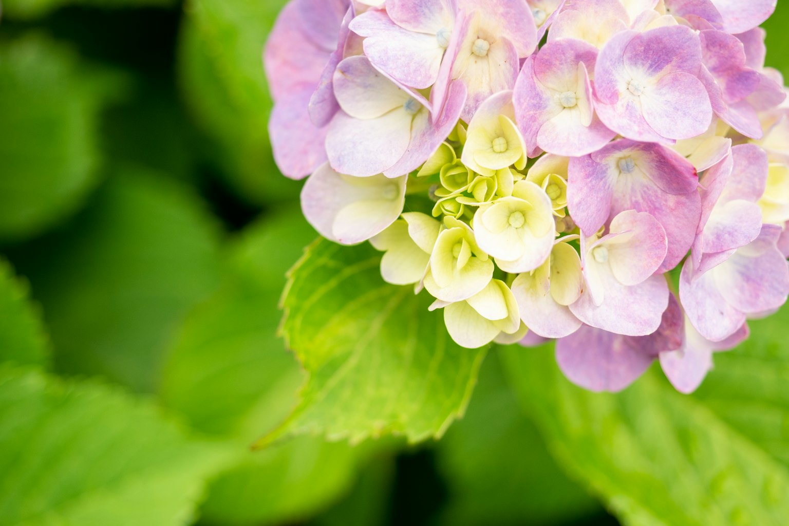 Primo piano di un'ortensia con petali colorati viola e gialli