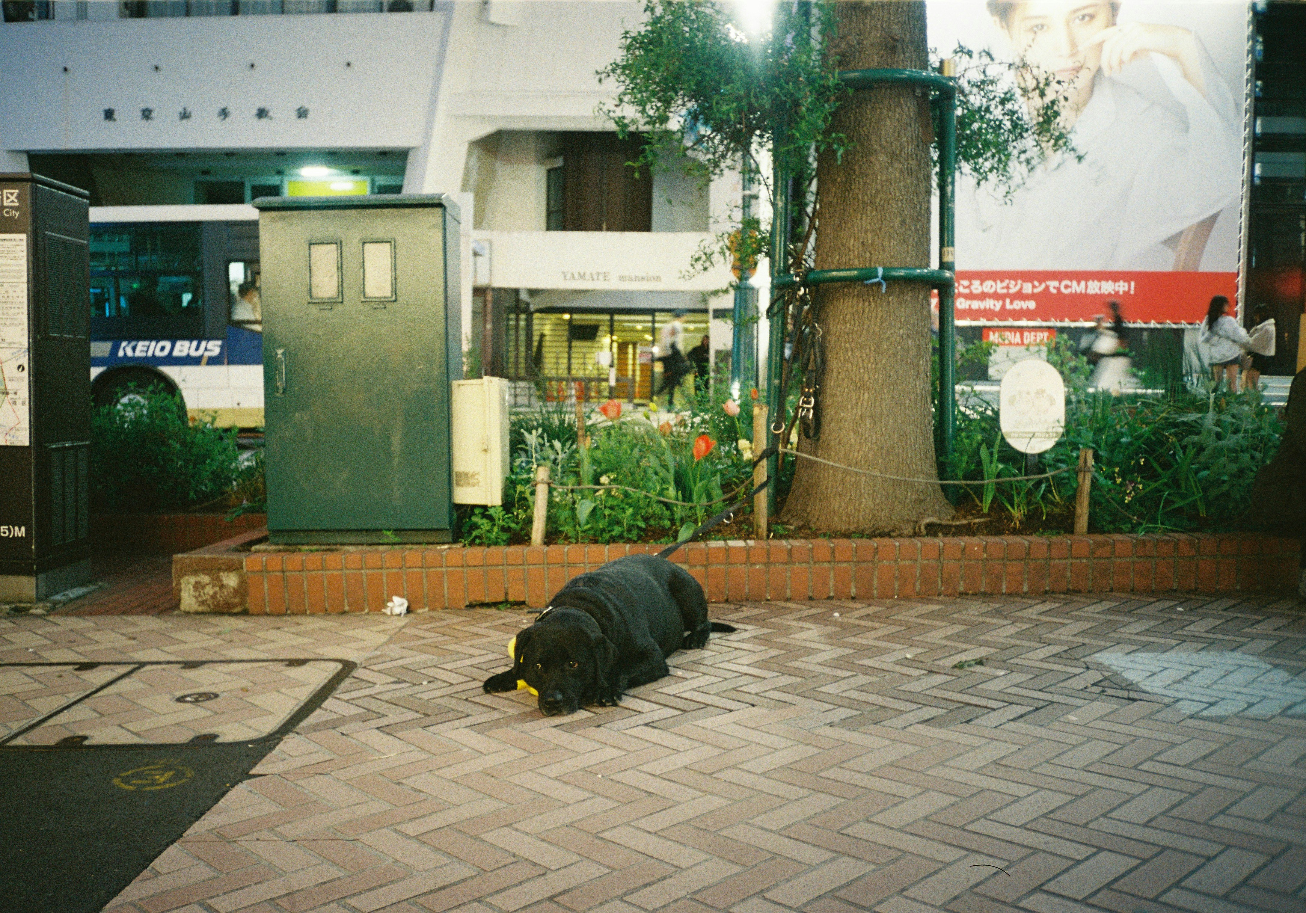 街角の植え込みとベンチのある歩道、バス停の看板