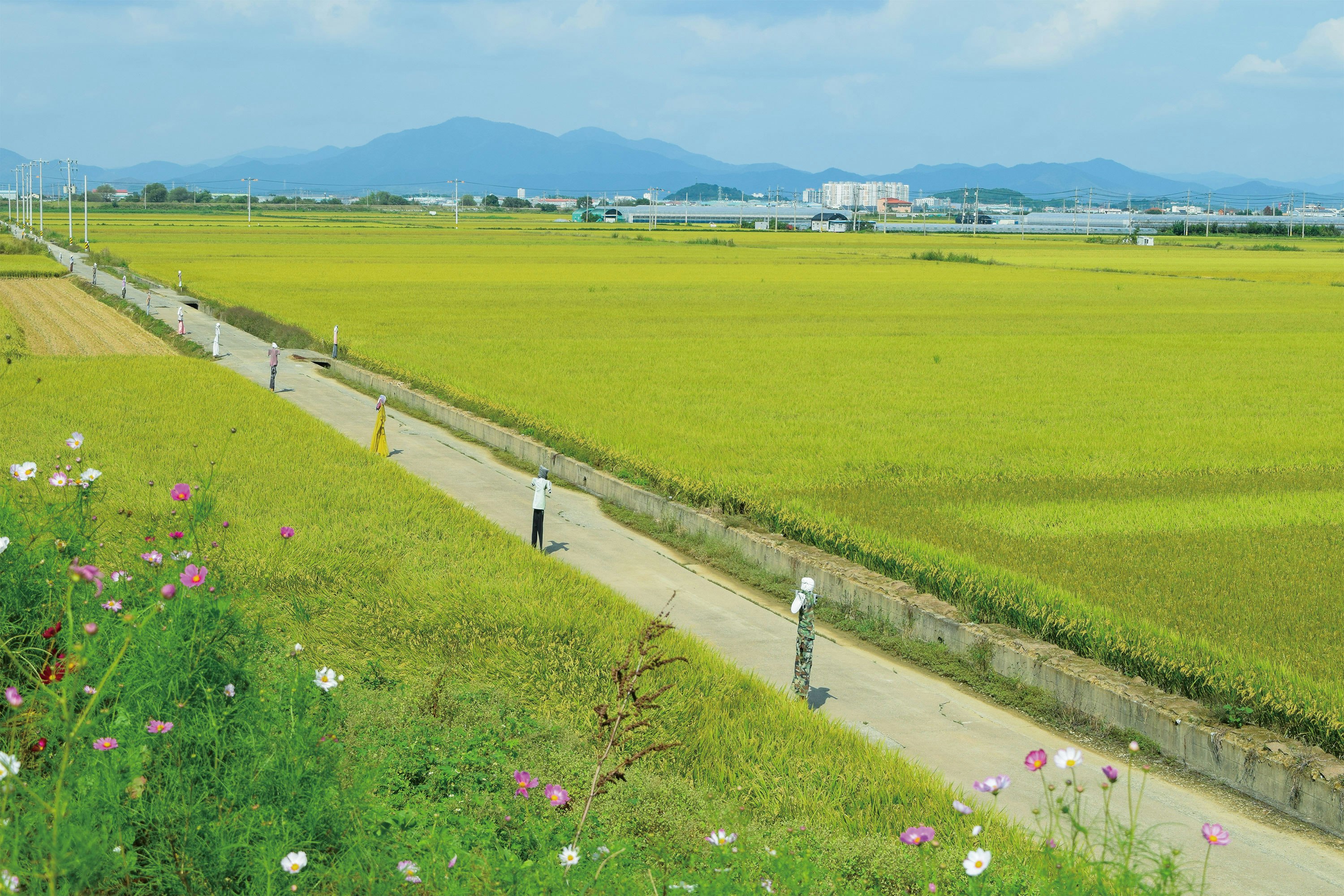 花が咲く緑の畑と農道、遠くに山並み