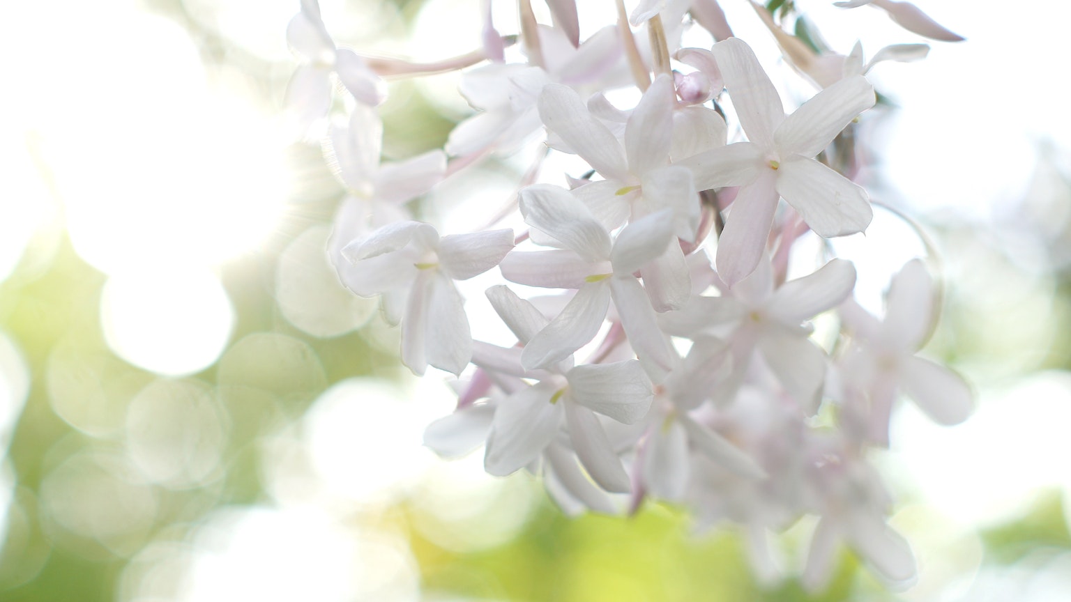 Büschel von weißen Blumen, die im sanften Licht schwingen