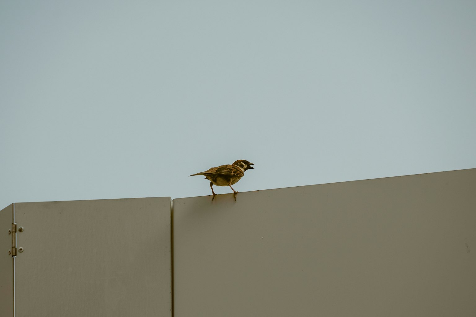 Seekor burung kecil bertengger di atas dinding dengan latar belakang langit biru
