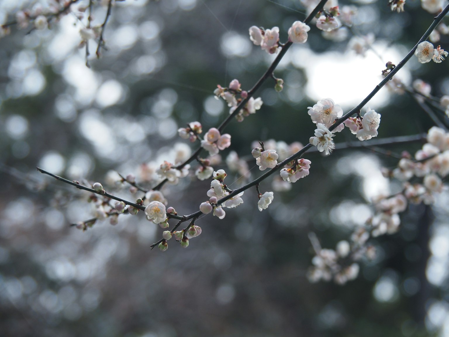 Close-up of delicate cherry blossoms on a branch