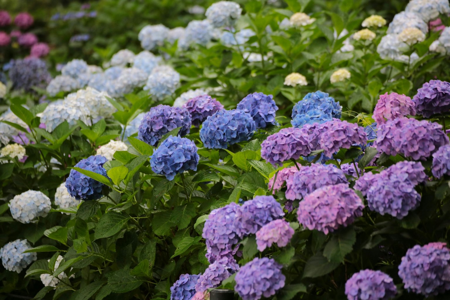 Ein schöner Garten mit blühenden blauen und lila Hortensien