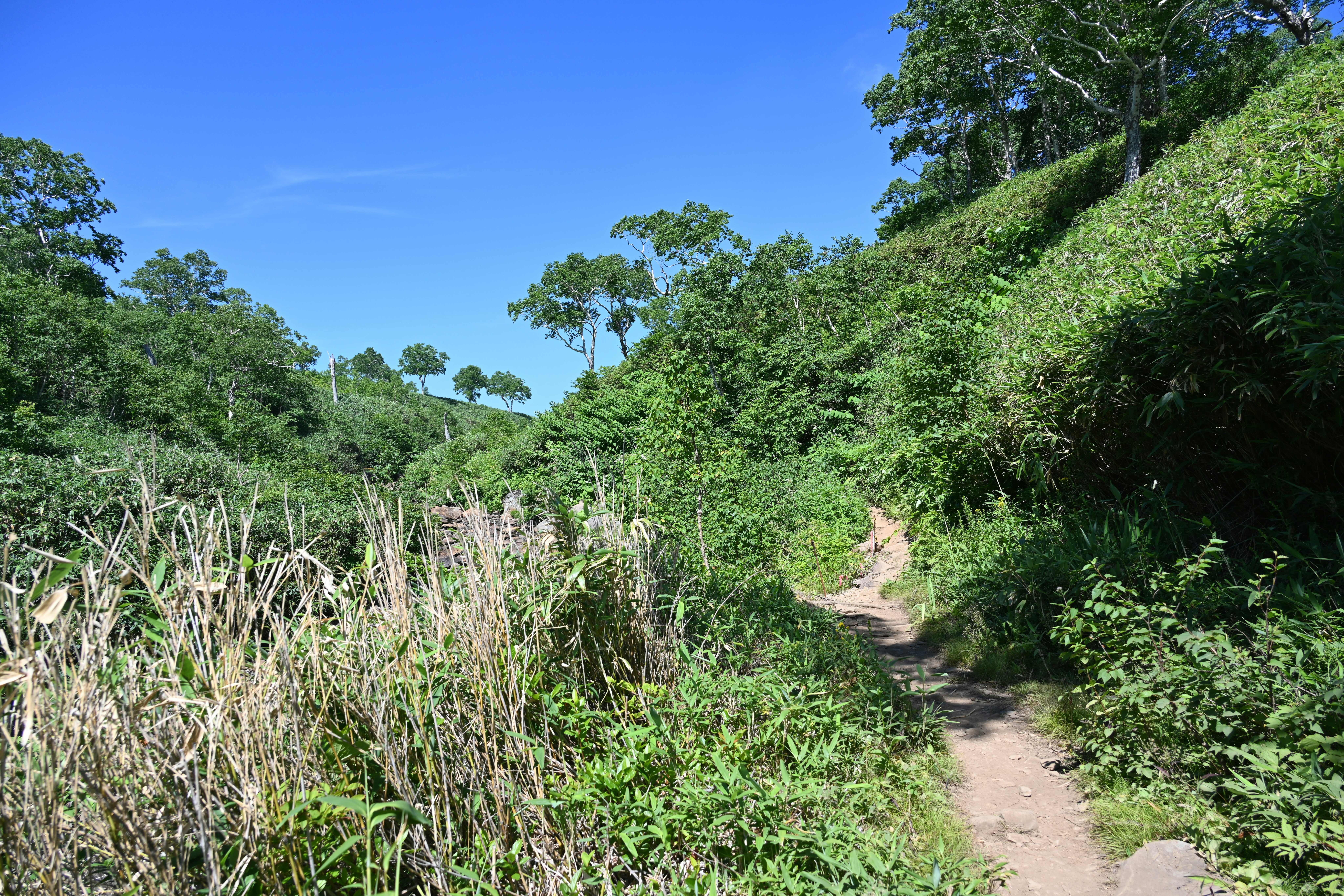 nature trail through lush green forest