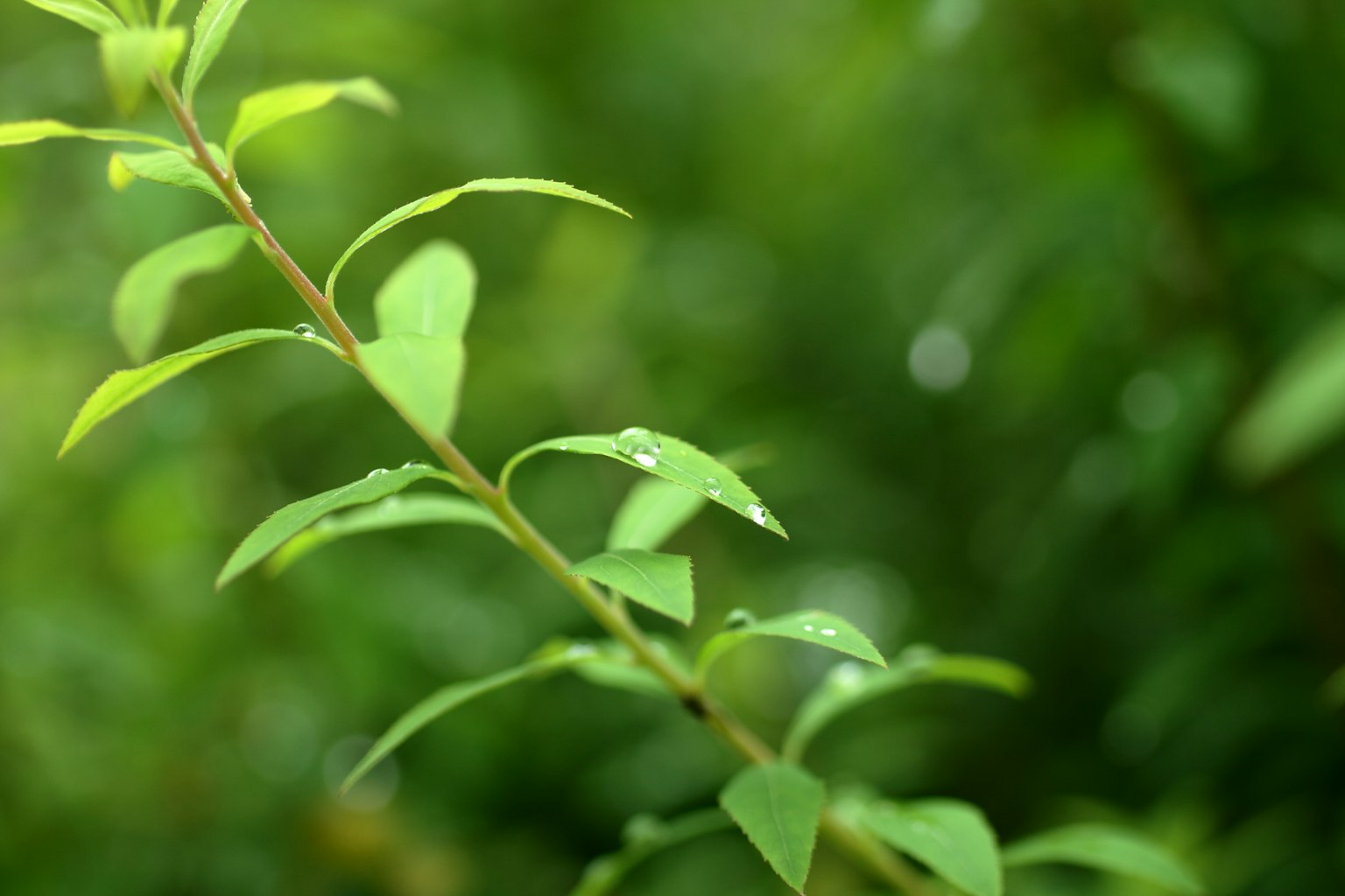 Cận cảnh lá có giọt nước trên nền xanh