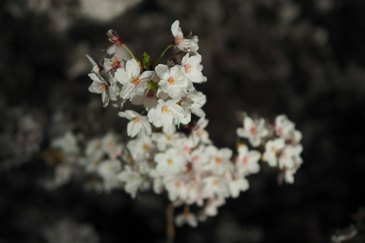 Close-up bunga sakura putih di cabang