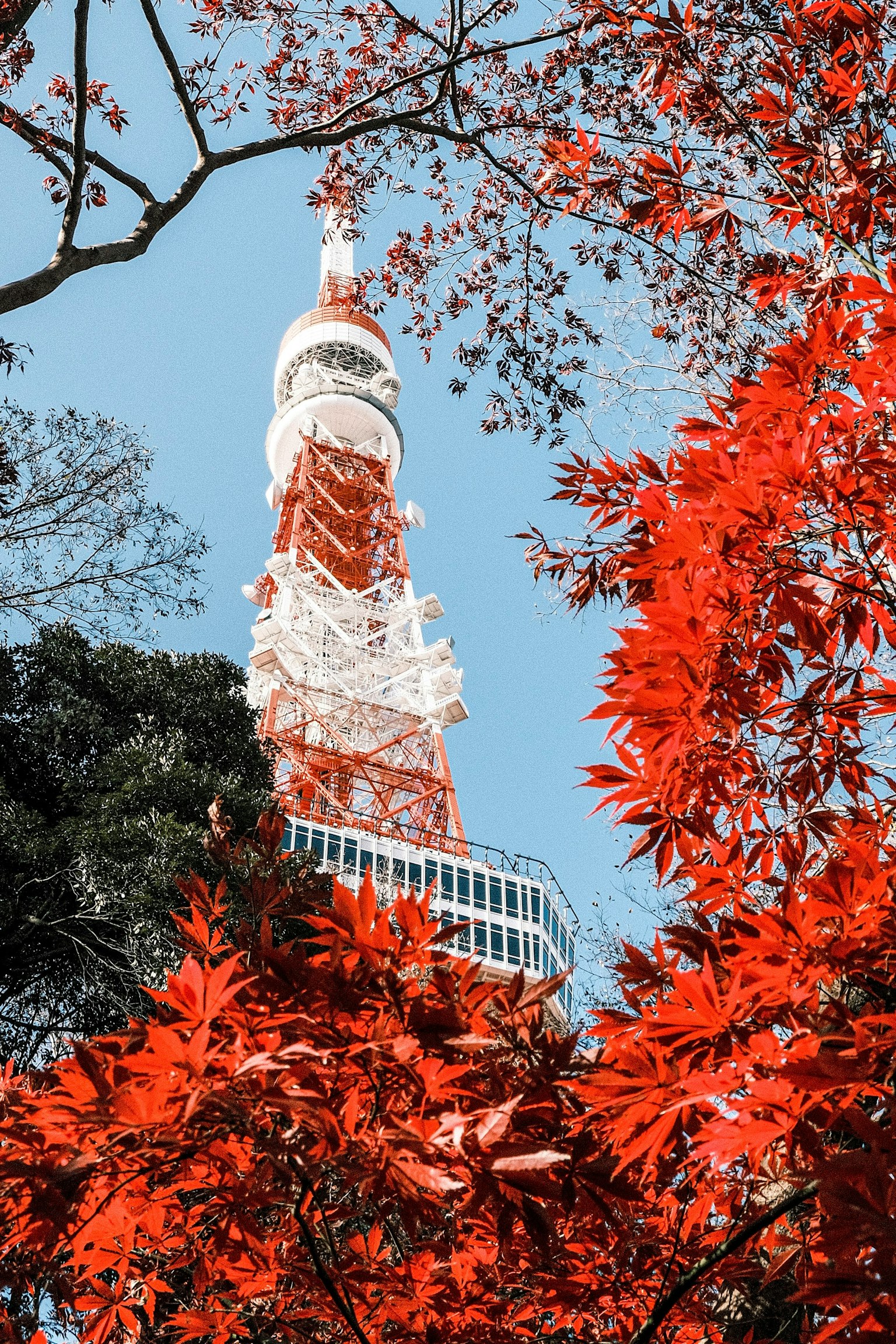 Tokyo Tower surrounded by vibrant red leaves
