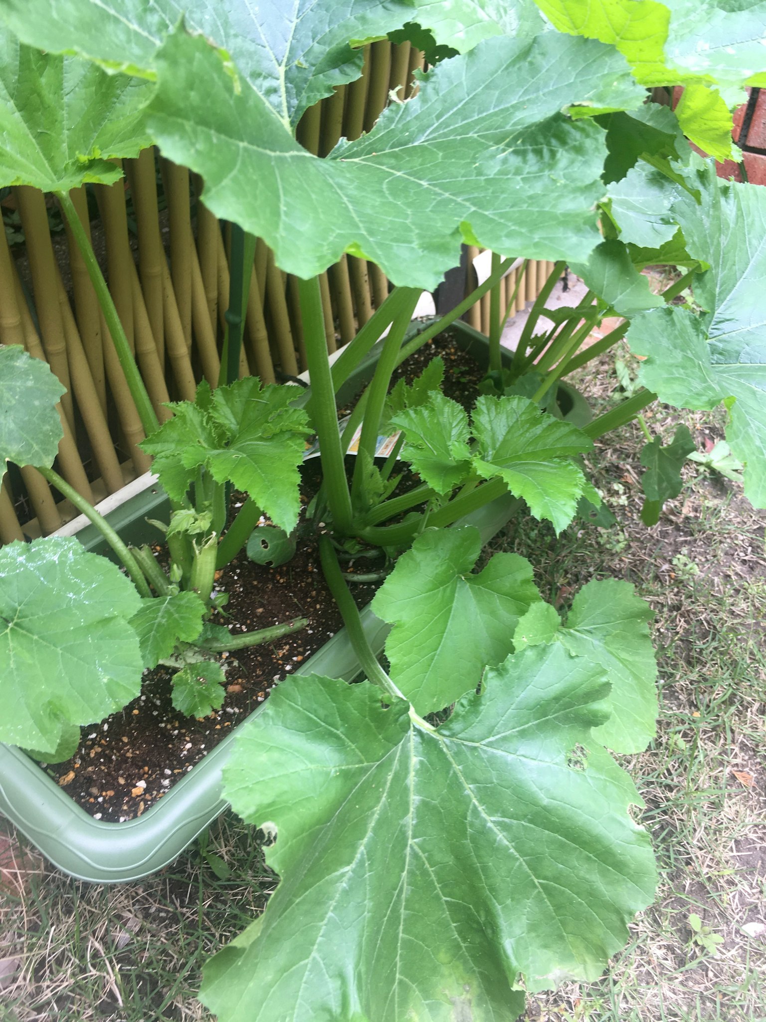 Tanaman zucchini subur dengan daun besar dalam pot