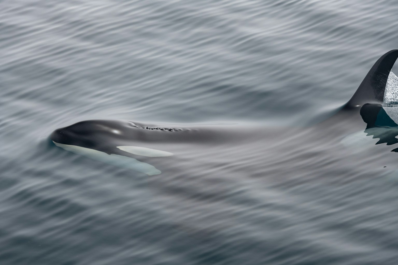 A blurred image of an orca swimming in the ocean surface