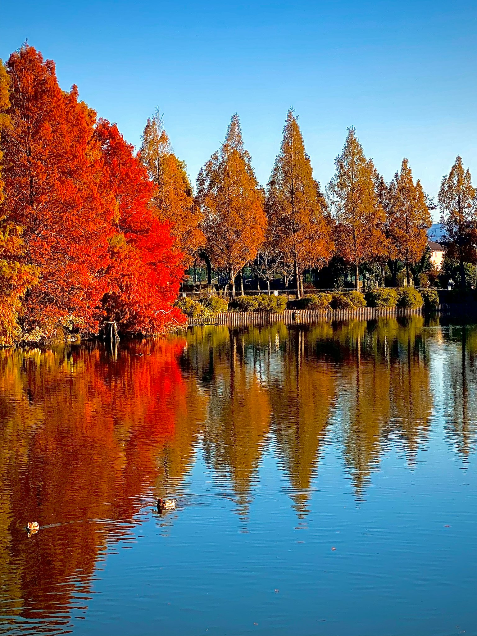 Schöne Herbstlandschaft mit roten und orangefarbenen Bäumen, die sich im Wasser spiegeln