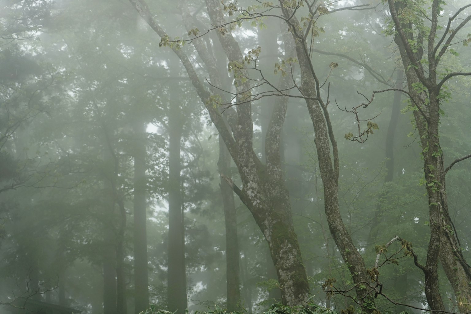 Forest landscape shrouded in mist with green trees standing in thin fog