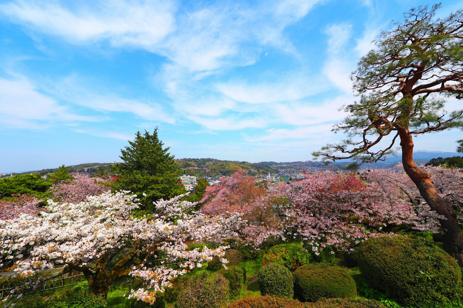 Magnifique paysage avec des cerisiers en fleurs et un ciel bleu vaste