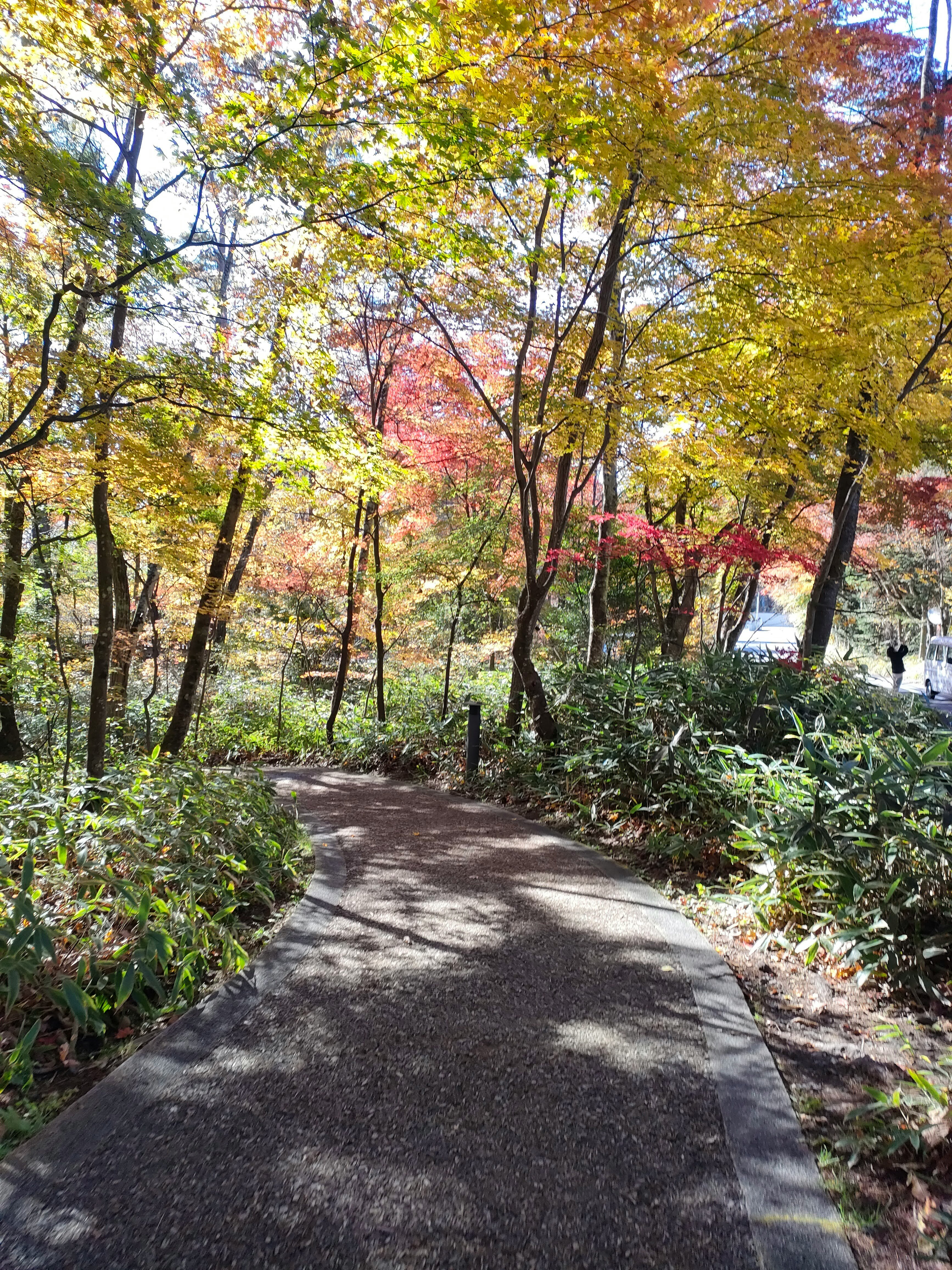 秋の並木道を歩く人のいる公園の小径