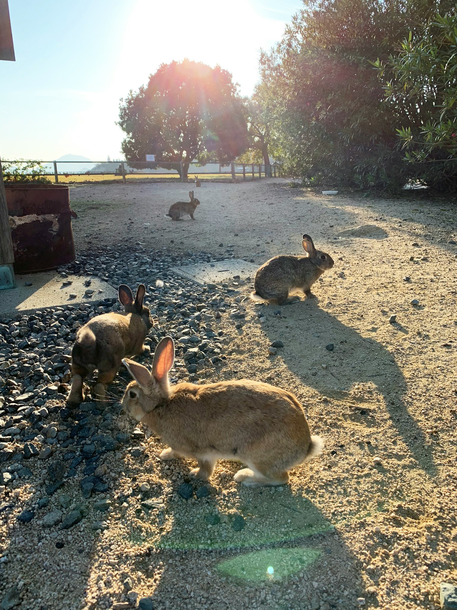 Groupe de lapins jouant au soleil