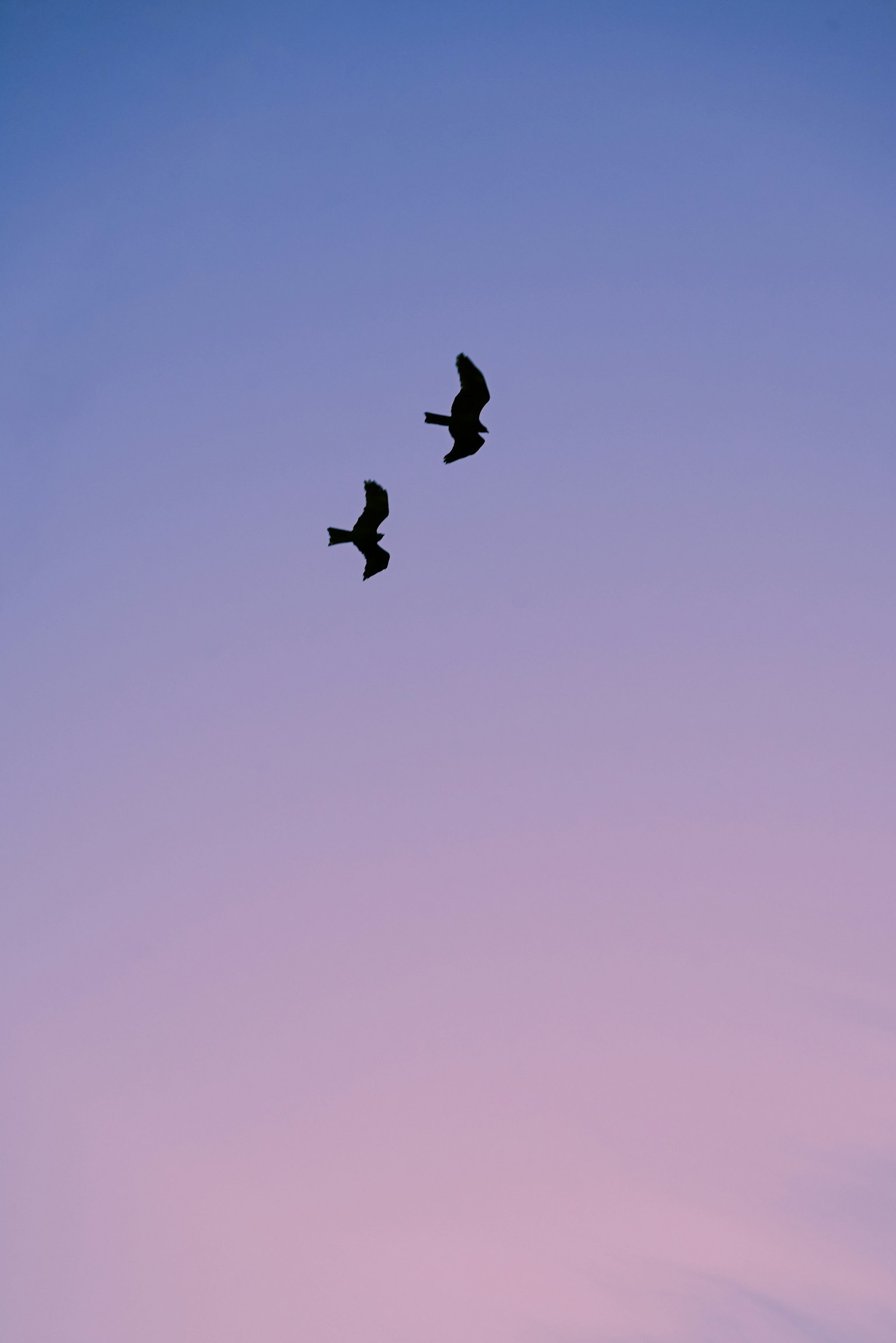 Silhouette di due uccelli che volano contro un cielo viola morbido