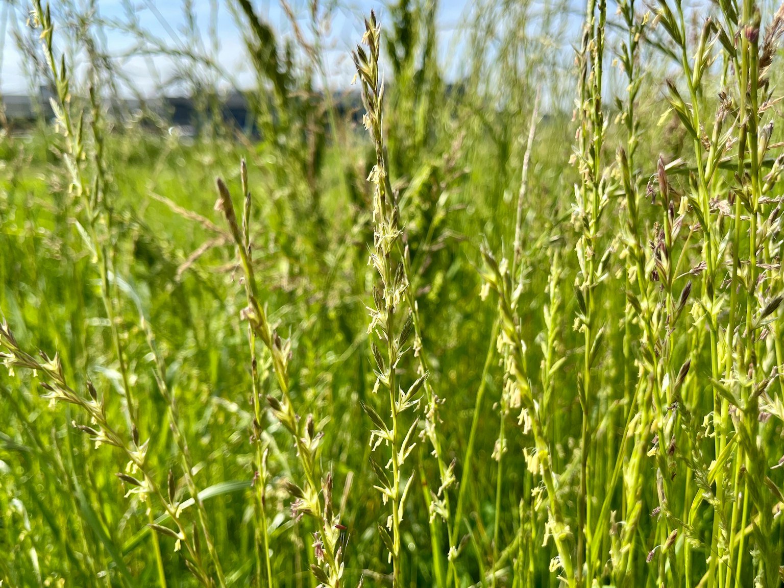 在生机勃勃的绿色田野中细长草植物的特写
