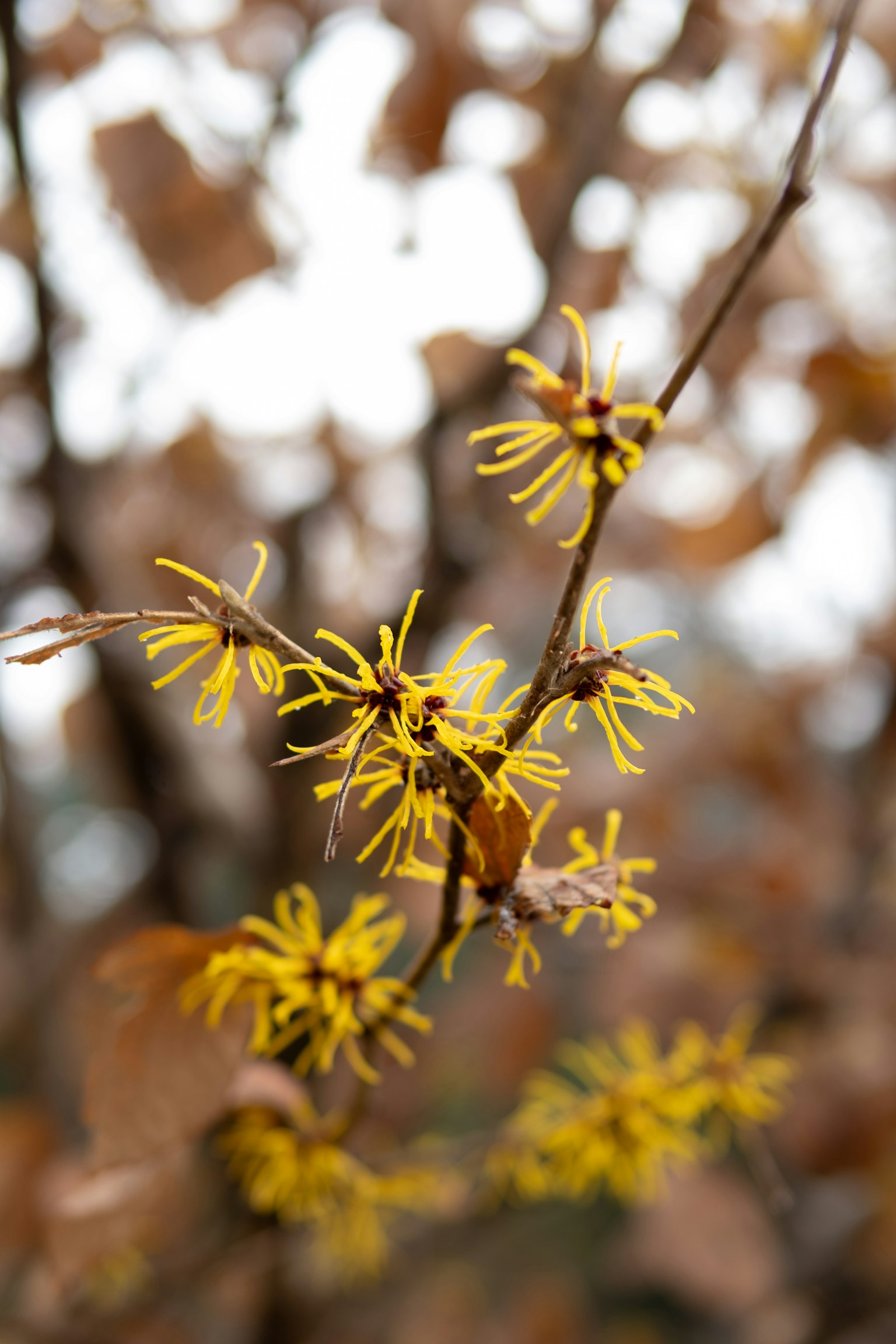 Branch with bright yellow flowers and brown leaves in the background