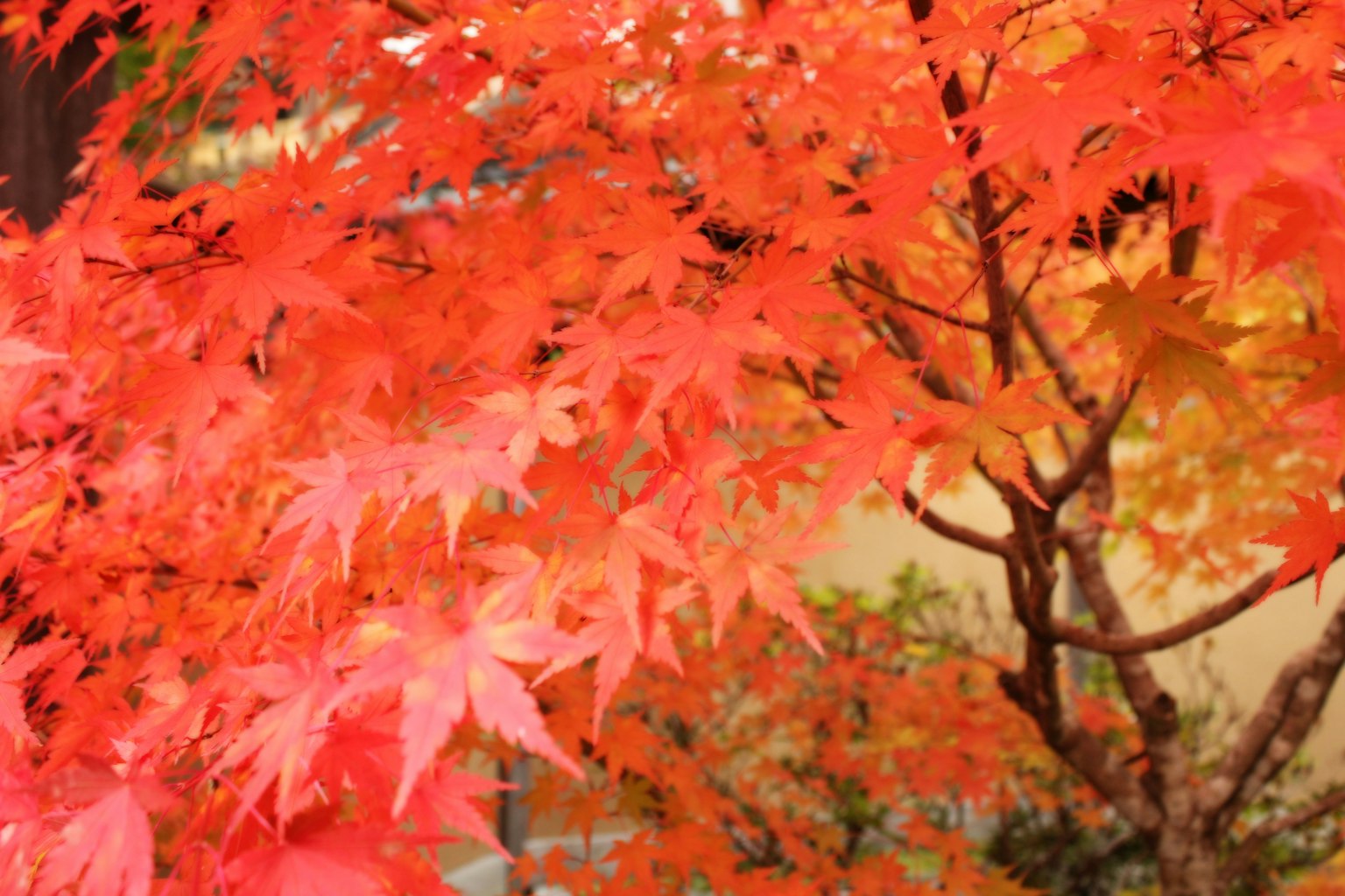 Close-up of vibrant red maple leaves on a tree