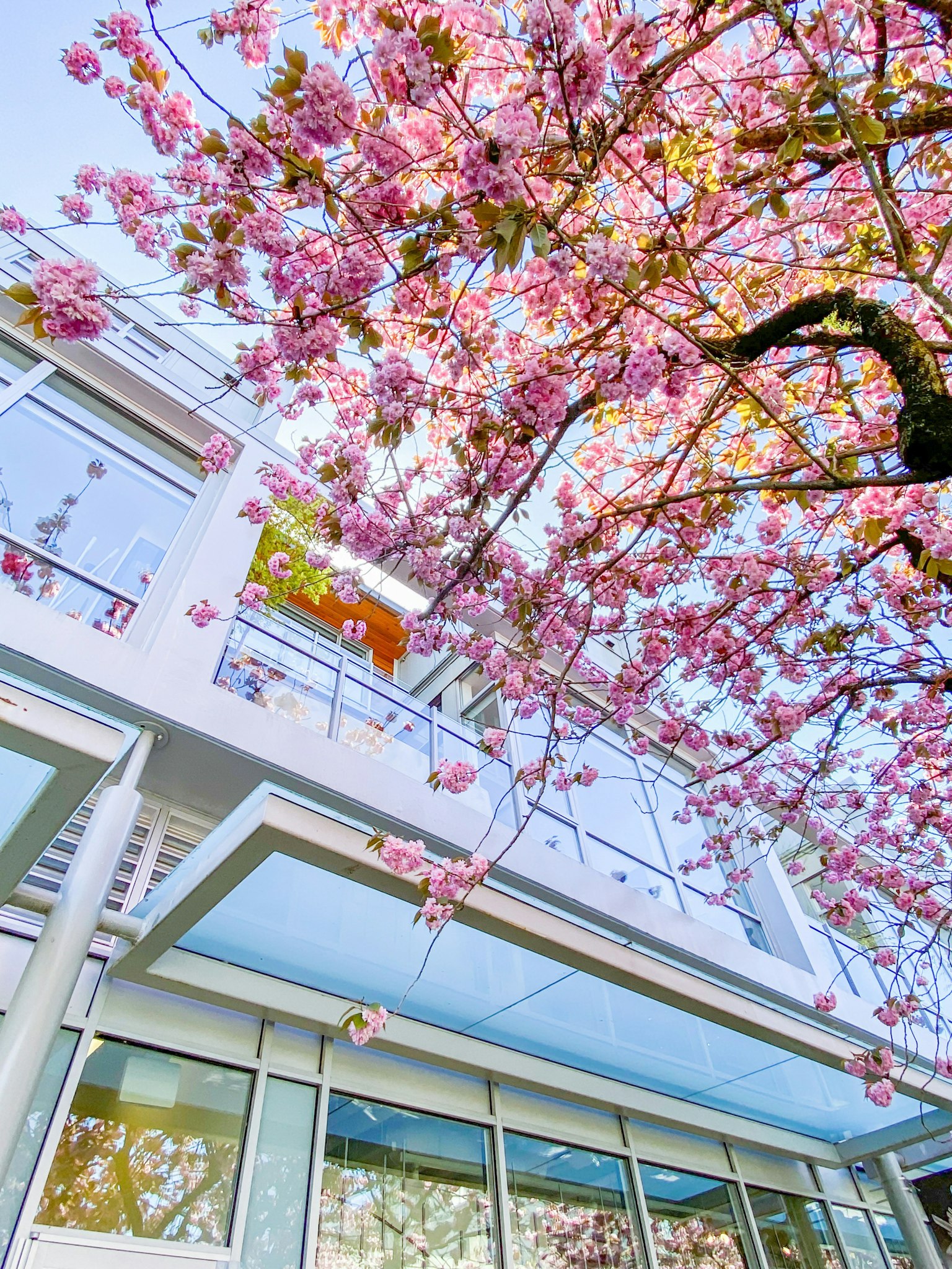 Pohon sakura yang berbunga dengan bangunan modern di latar belakang