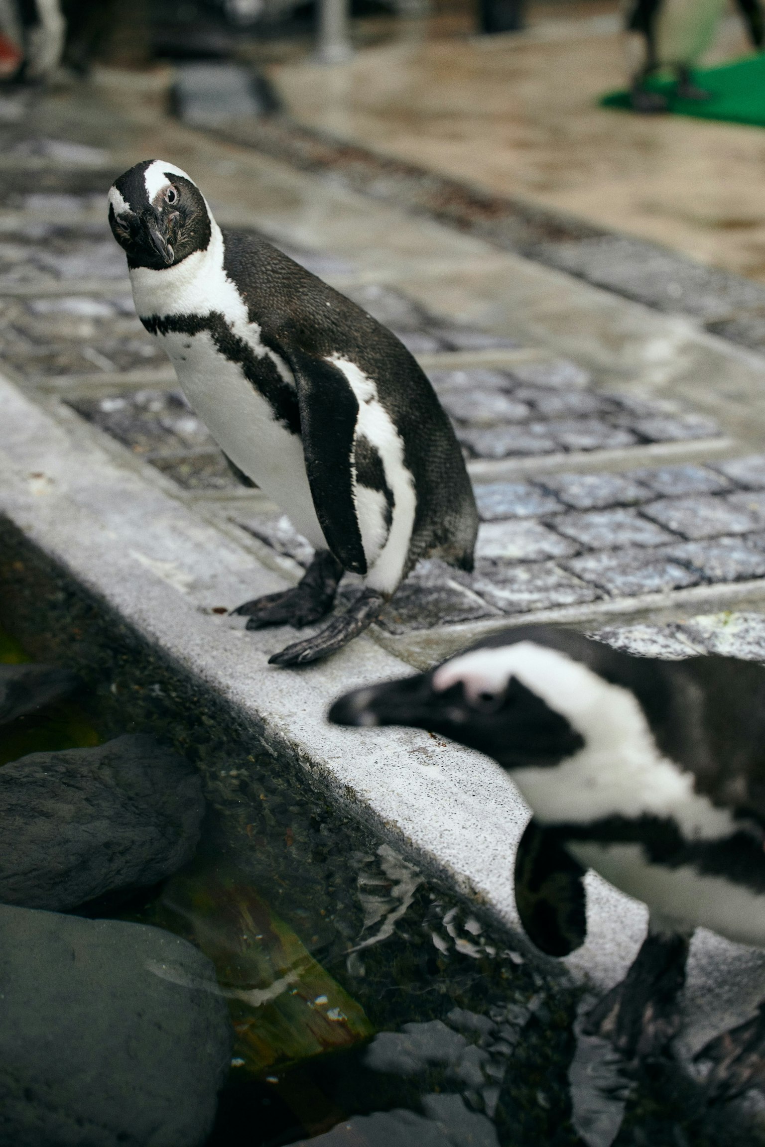 Due pinguini in piedi vicino al bordo dell'acqua