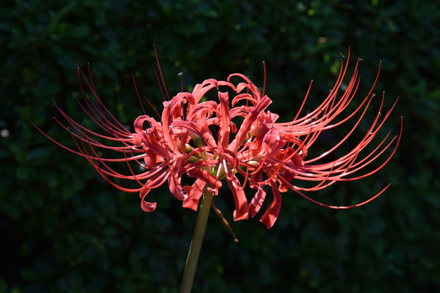 Red spider lily in bloom with long slender petals