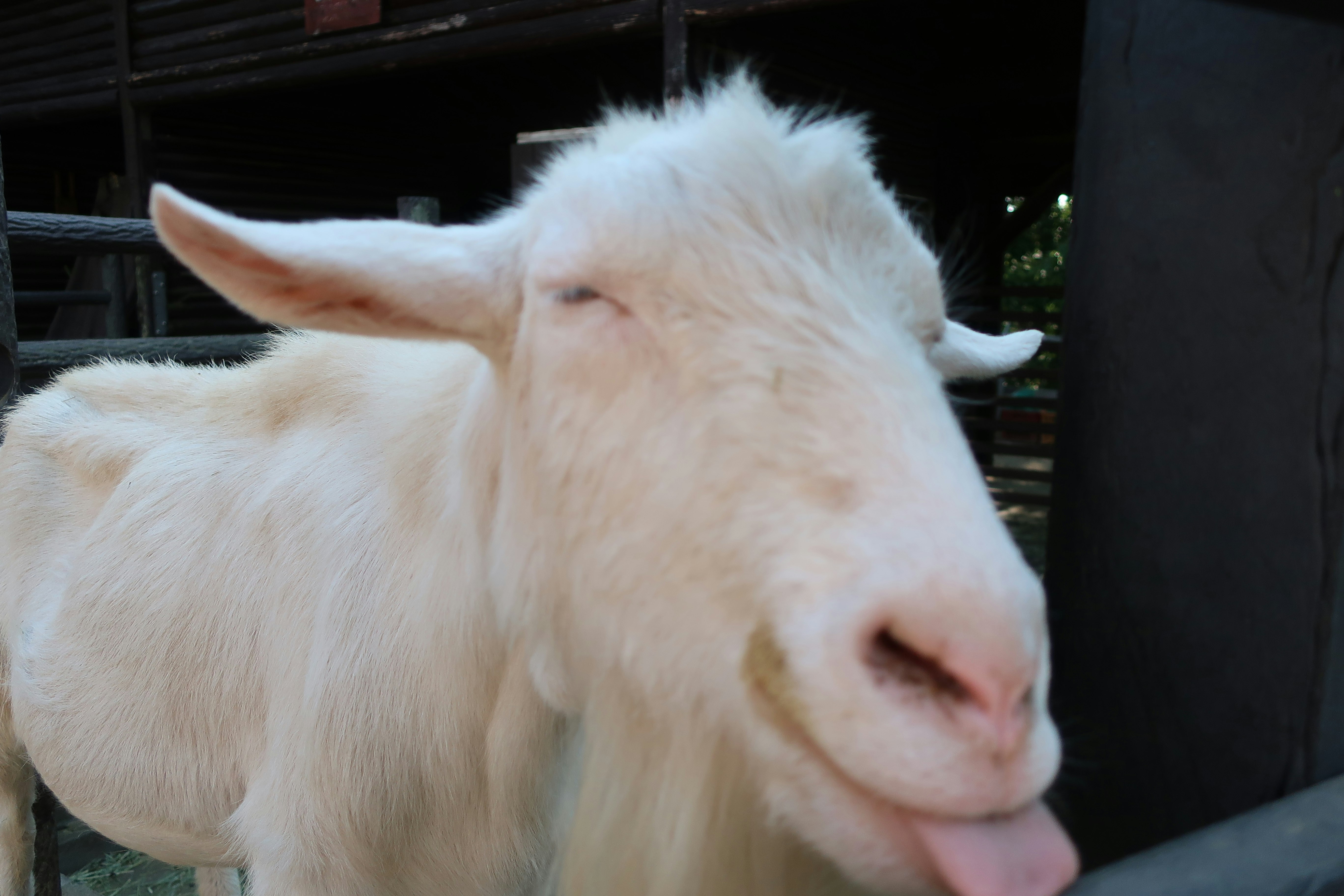 Side view of a white goat in a farm pen