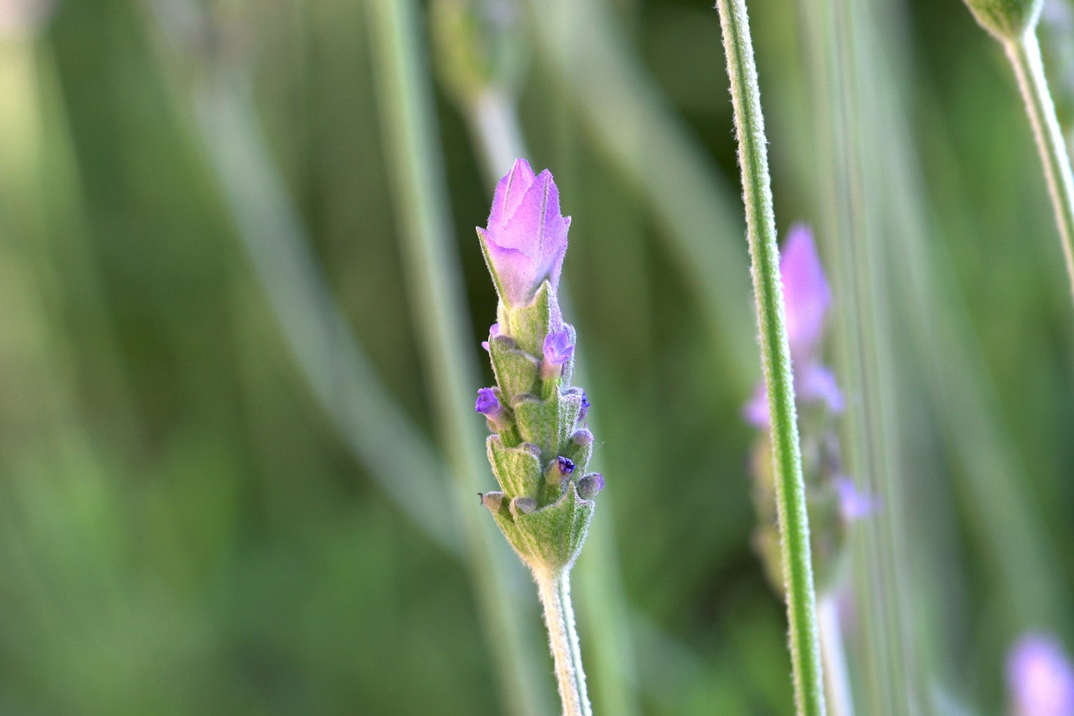 Close-up of lavender buds with purple flowers against a green background