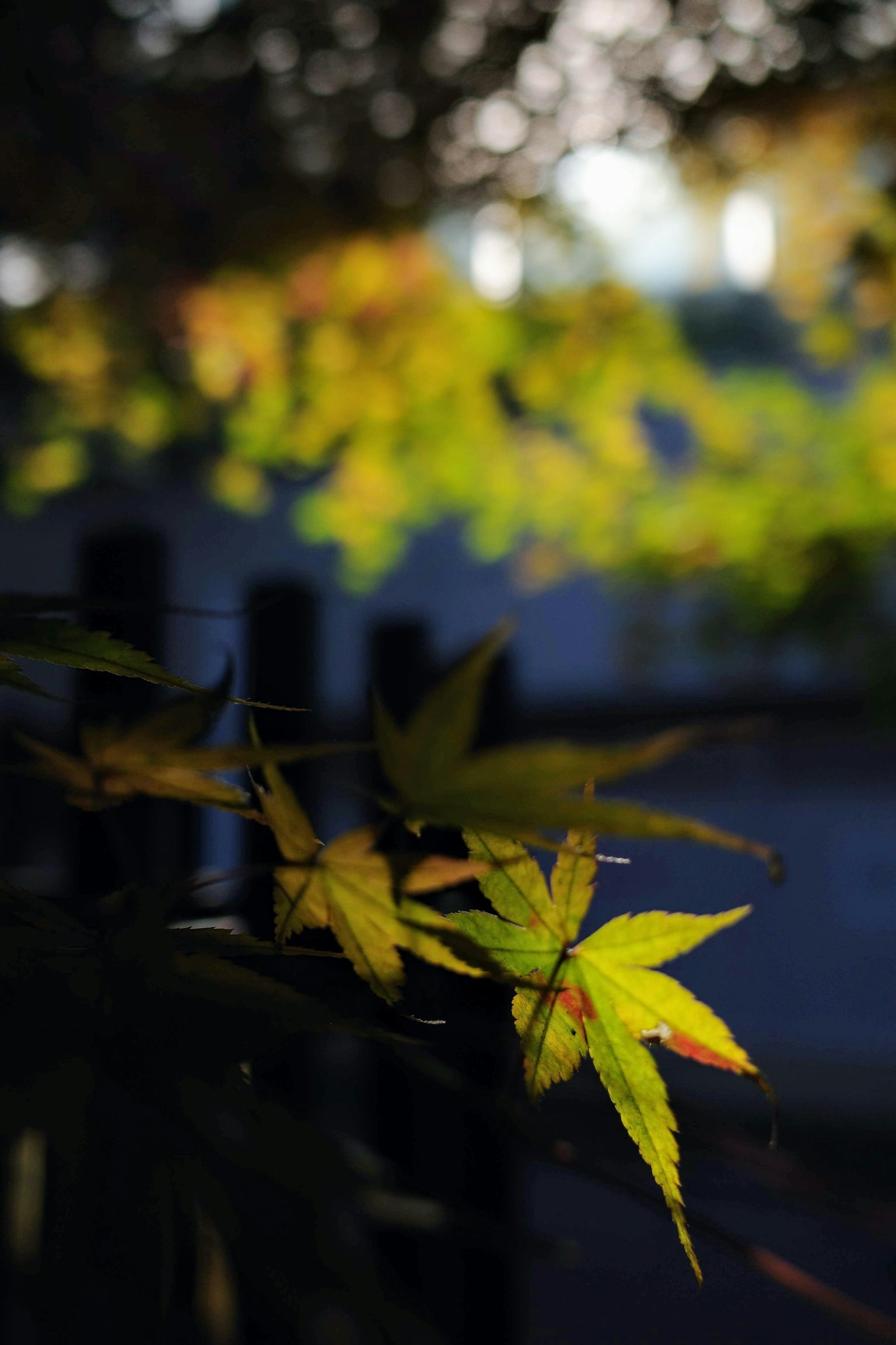 Feuilles d'automne aux couleurs vives sur un fond flou