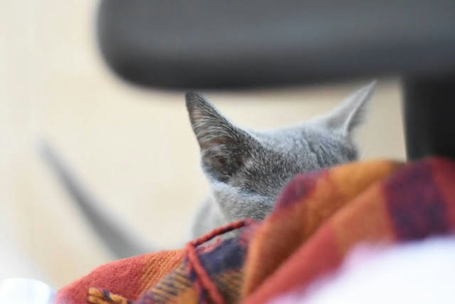 Una oreja de gato gris asomando detrás de una manta colorida