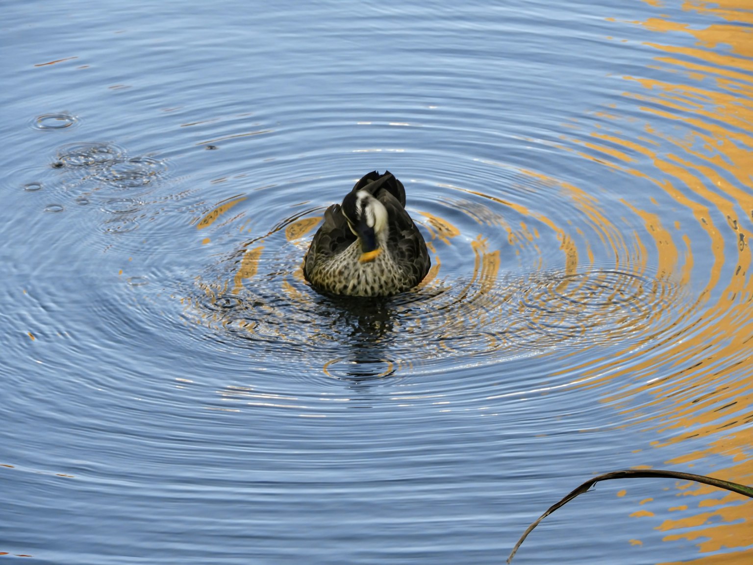 Duck swimming in rippling water with orange reflections