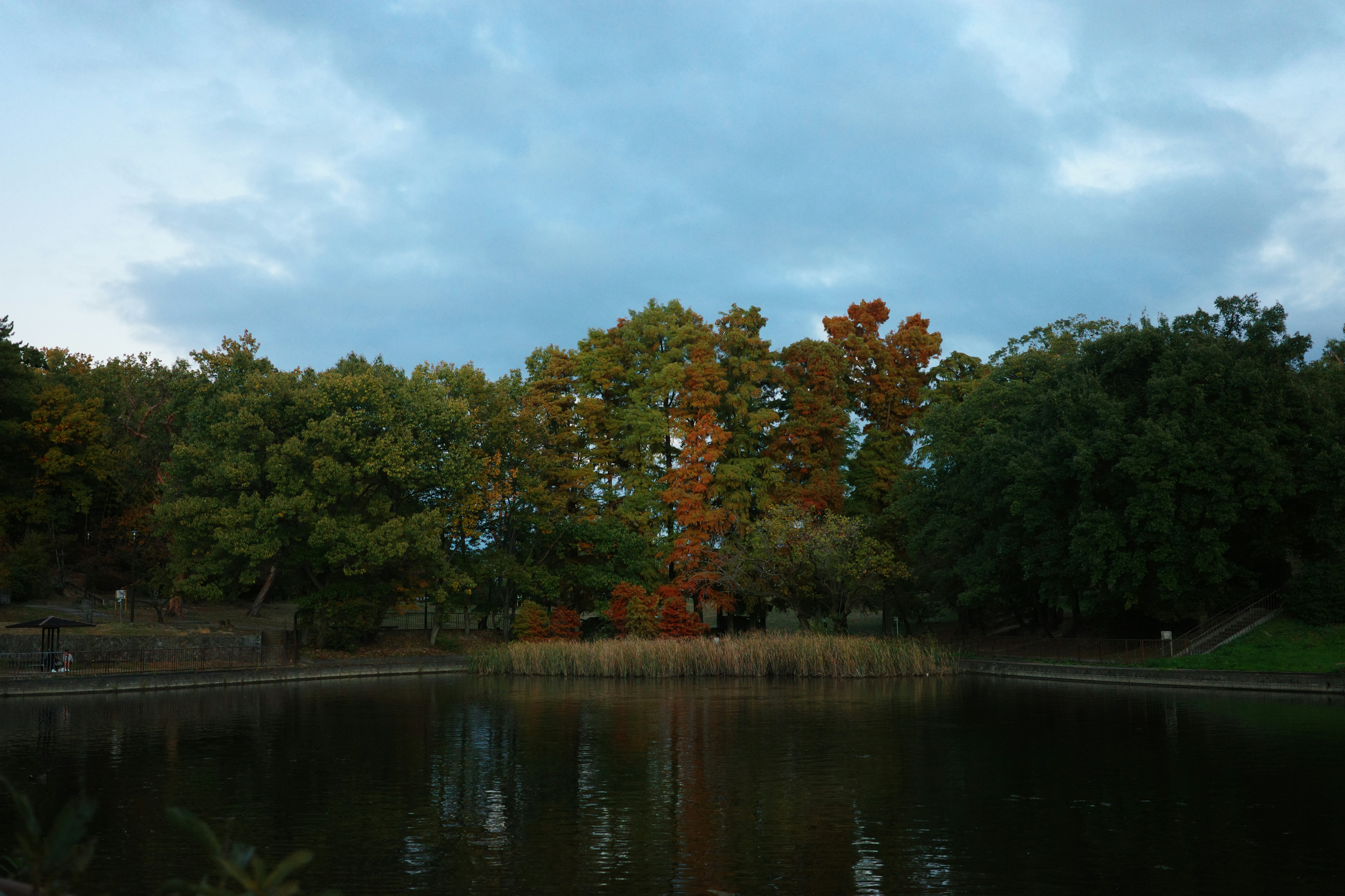 池のそばに広がる木々と秋の空