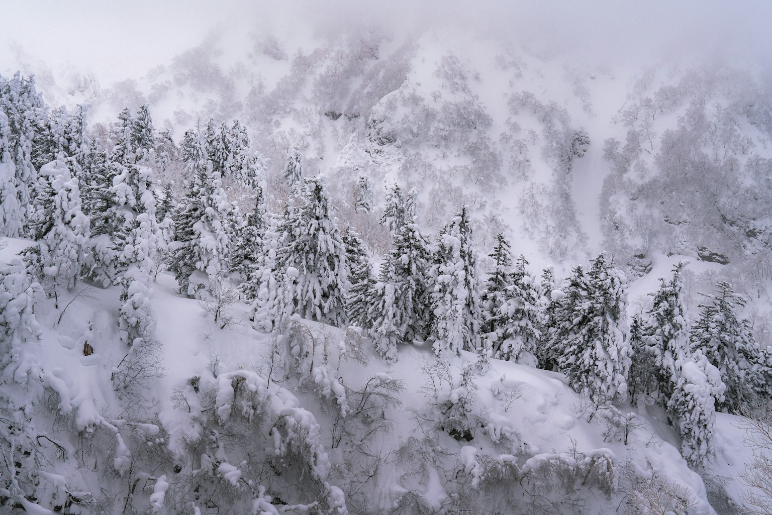 雪覆盖的树木和雾蒙蒙的山脉景观
